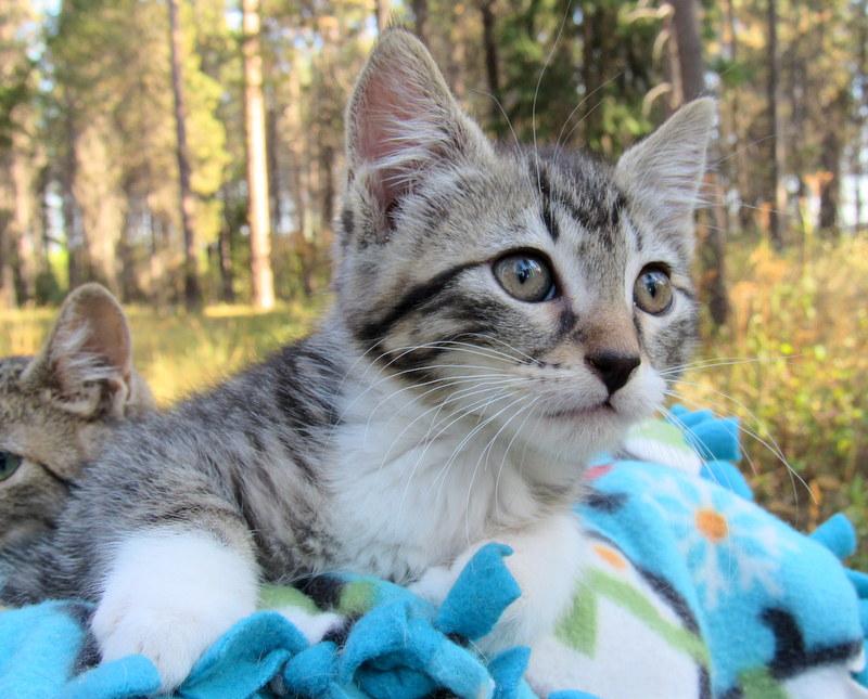 Enlarge Sean & Serena Lovable Kittens!, a Adoptable Tabby in Newport, WA image 2/6