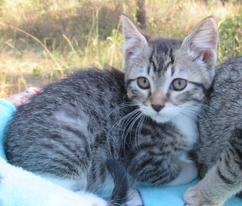 Enlarge Sean & Serena Lovable Kittens!, a Adoptable Tabby in Newport, WA image 3/6