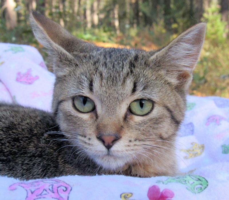 Enlarge Sean & Serena Lovable Kittens!, a Adoptable Tabby in Newport, WA image 4/6