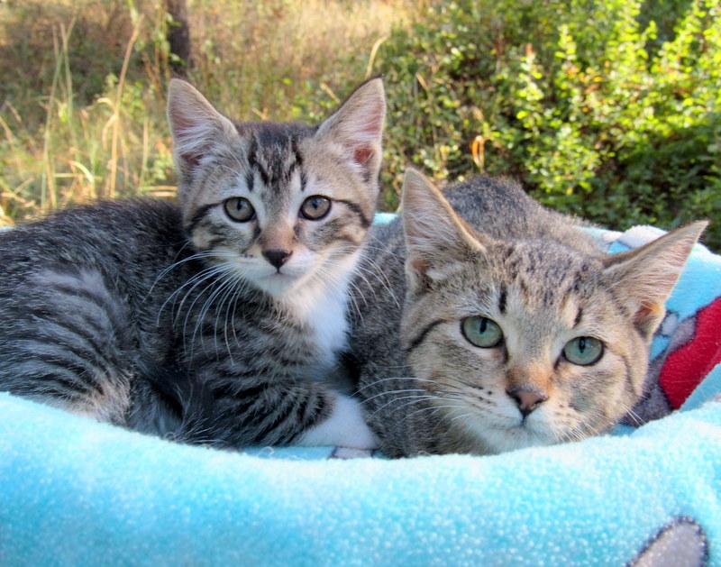 Enlarge Sean & Serena Lovable Kittens!, a Adoptable Tabby in Newport, WA image 5/6