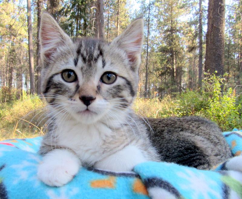 Enlarge Sean & Serena Lovable Kittens!, a Adoptable Tabby in Newport, WA image 6/6