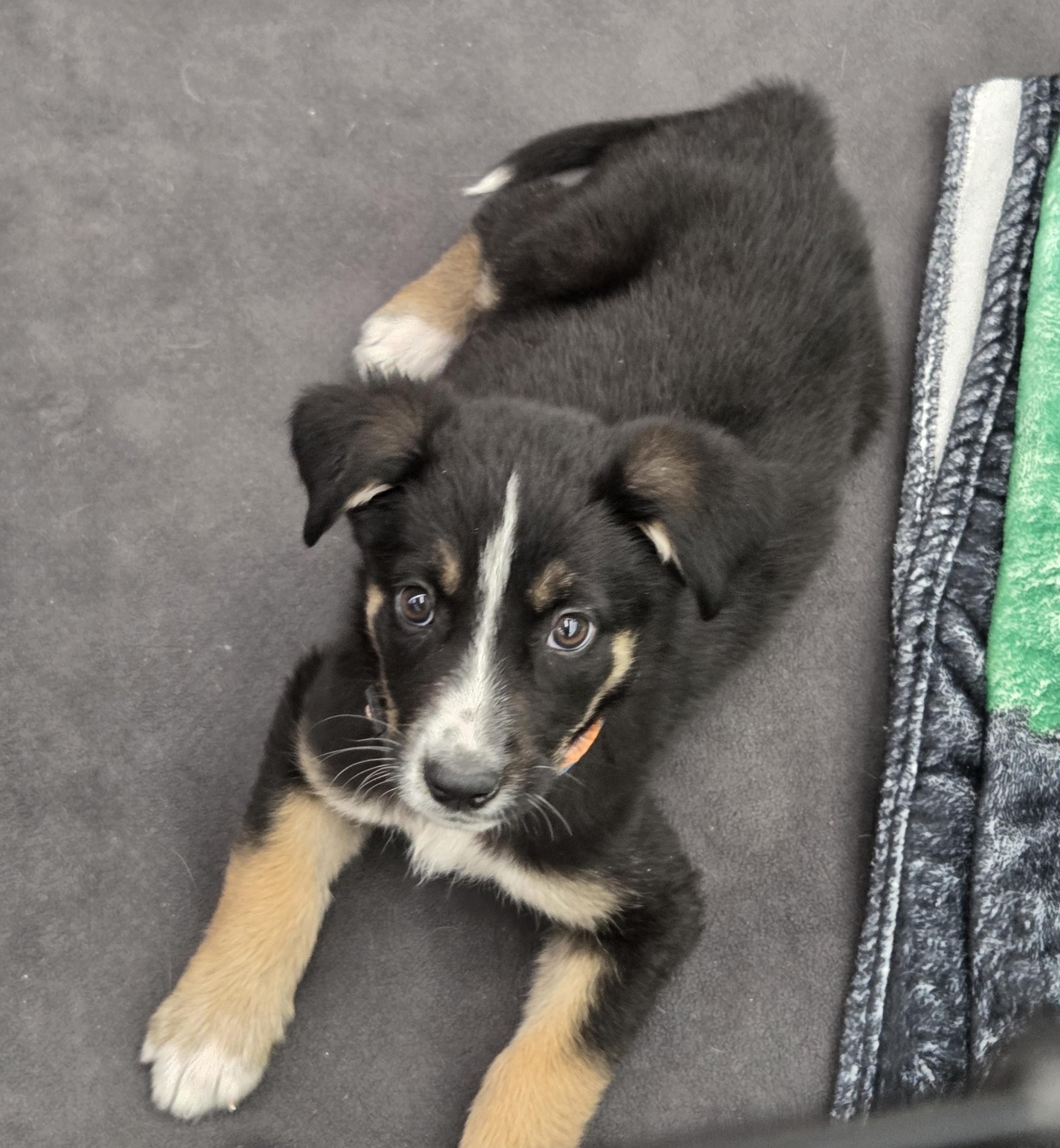 Seattle, a ADOPTABLE mixed breed in Grand Rapids, MI image 2/2