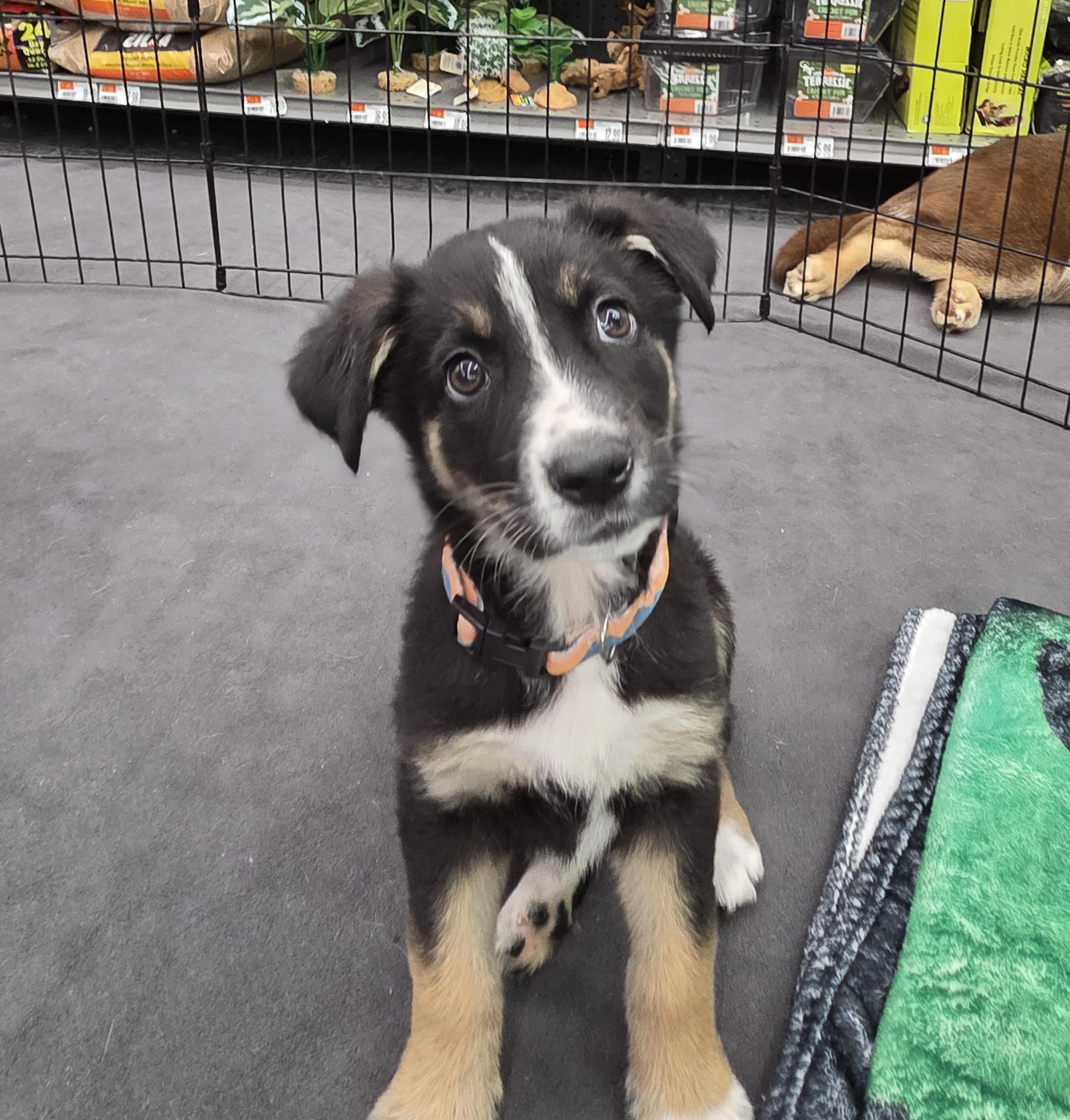 Seattle, ADOPTABLE, Puppy Female German Shepherd Dog.