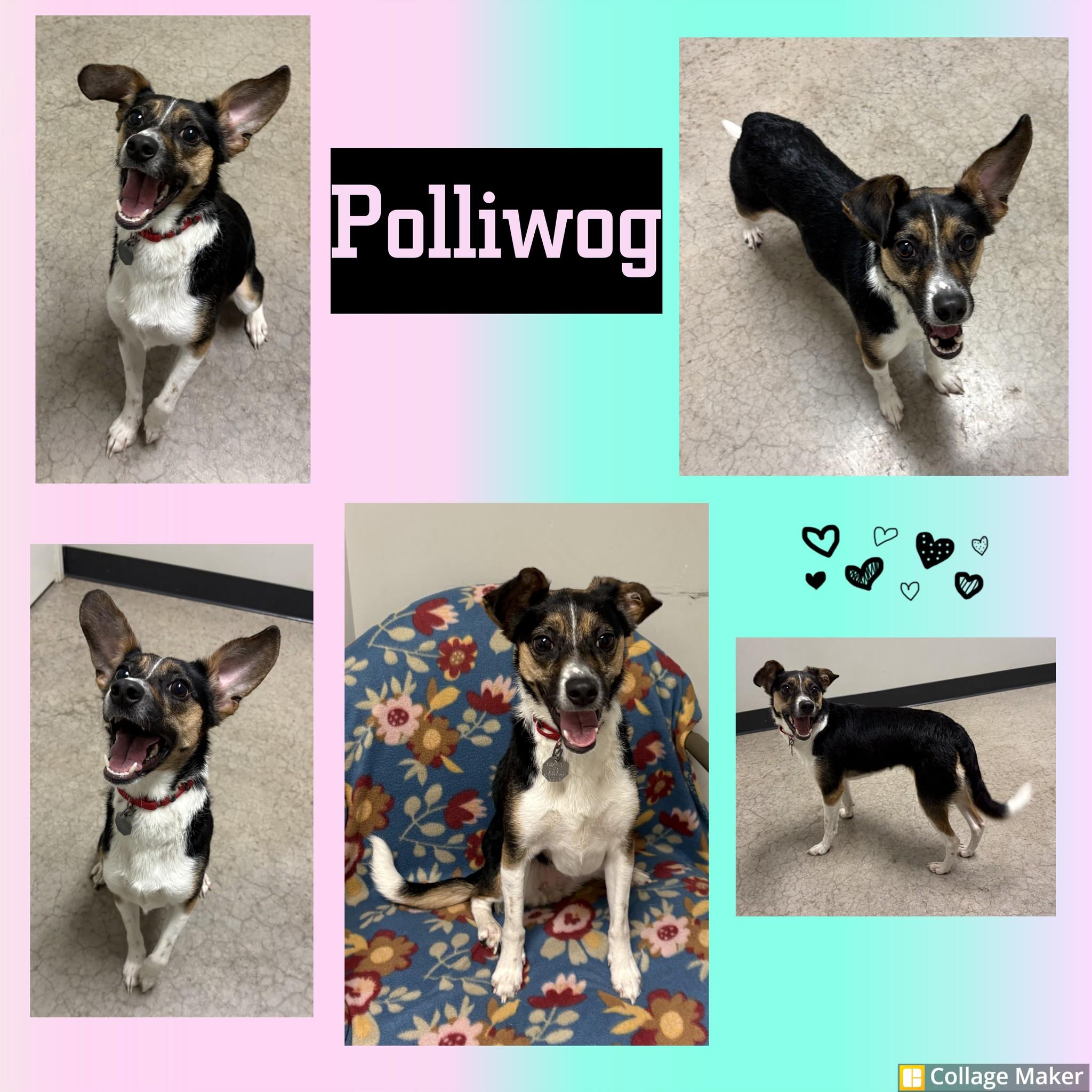 Polliwog, ADOPTABLE, Adult Female Jack Russell Terrier.