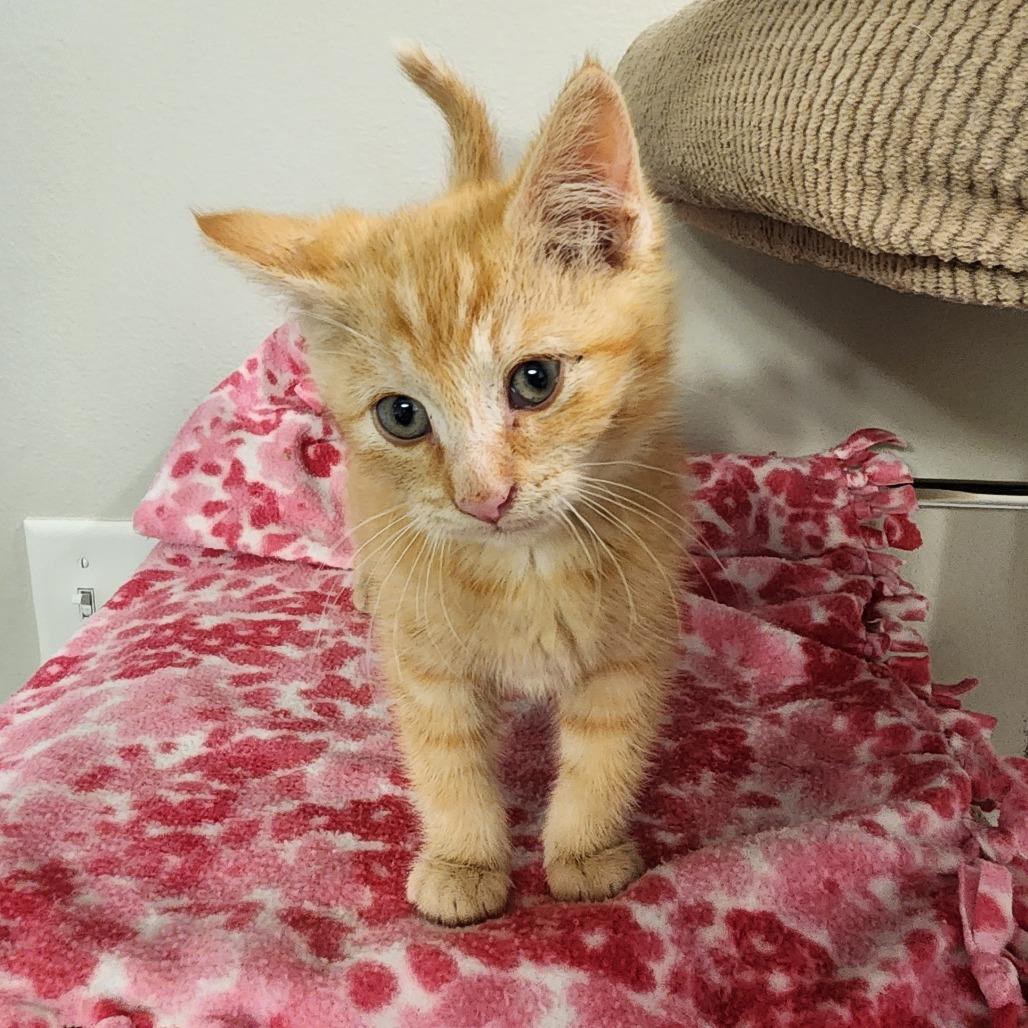 MANTA RAY (bonded w/Jellyfish)