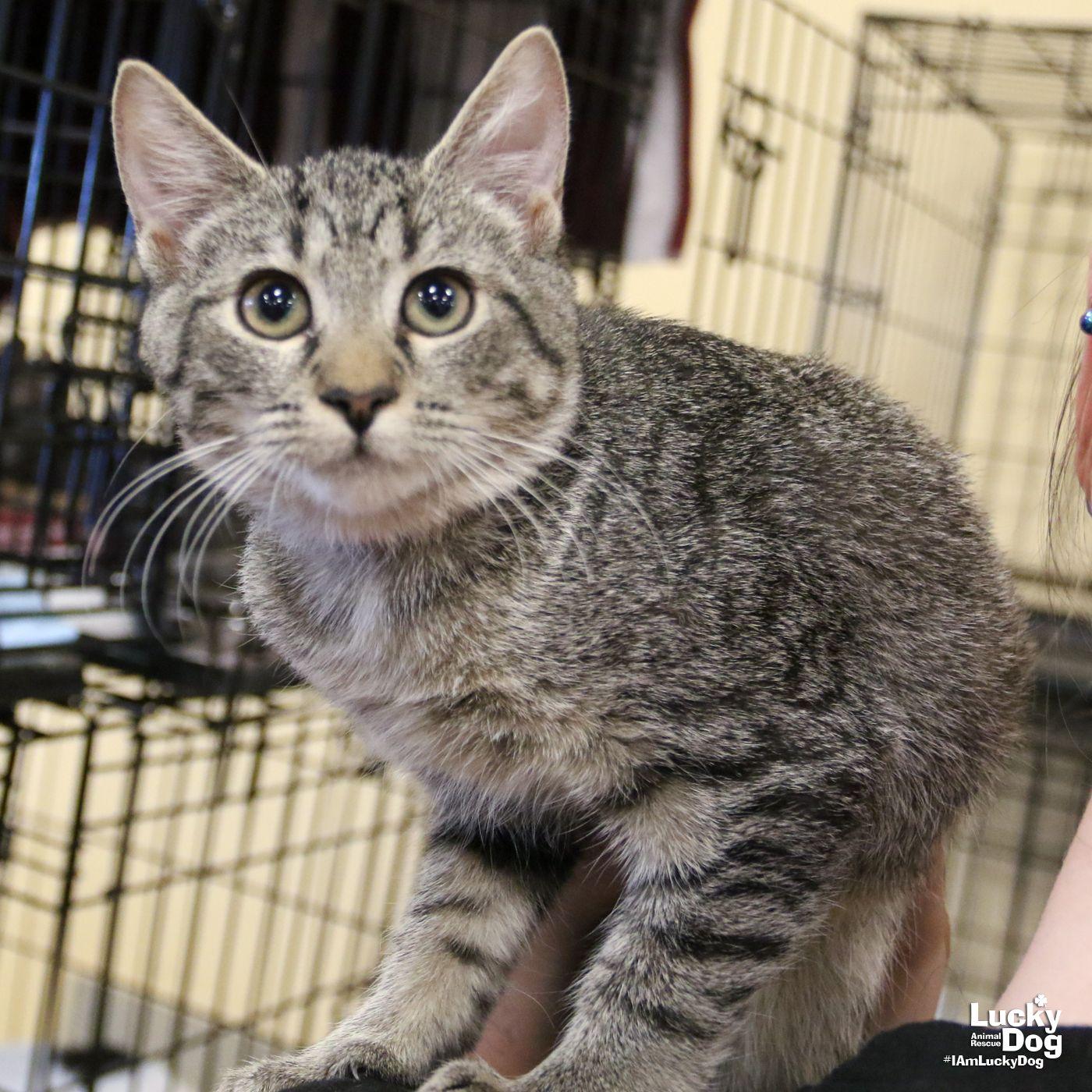 Enlarge Zander, a Adopted Domestic Short Hair in Washington, DC image 1/3