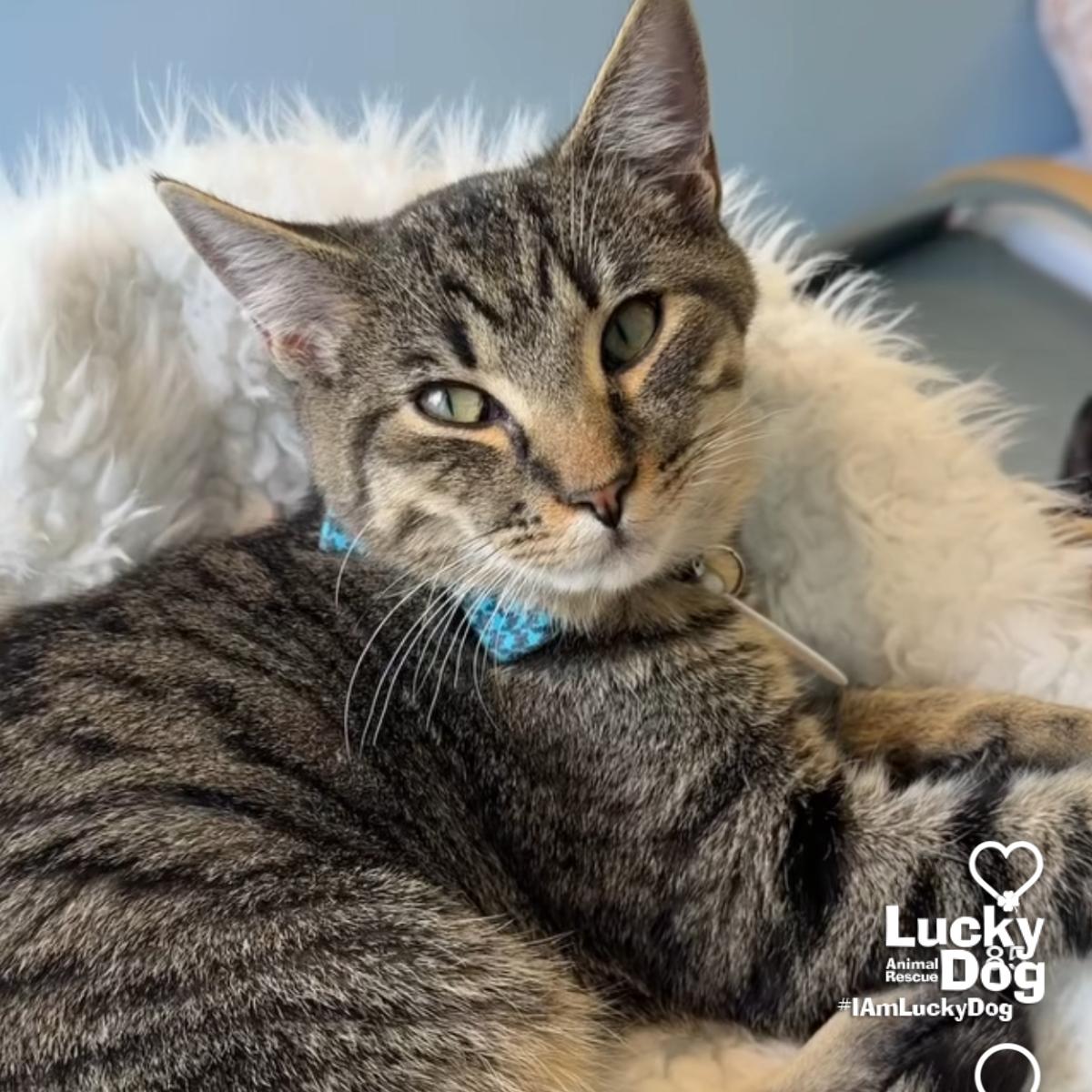 Enlarge Zander, a Adopted Domestic Short Hair in Washington, DC image 2/3