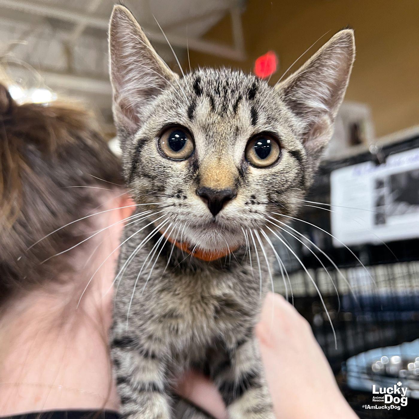 Enlarge Zander, a Adopted Domestic Short Hair in Washington, DC image 3/3