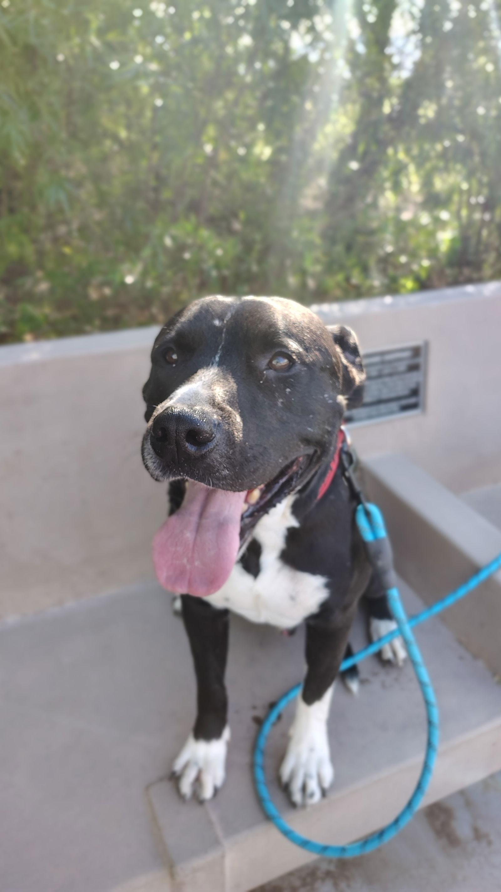 Enlarge BILLY #2, a Adoptable Pit Bull Terrier in Chandler, AZ image 1/3