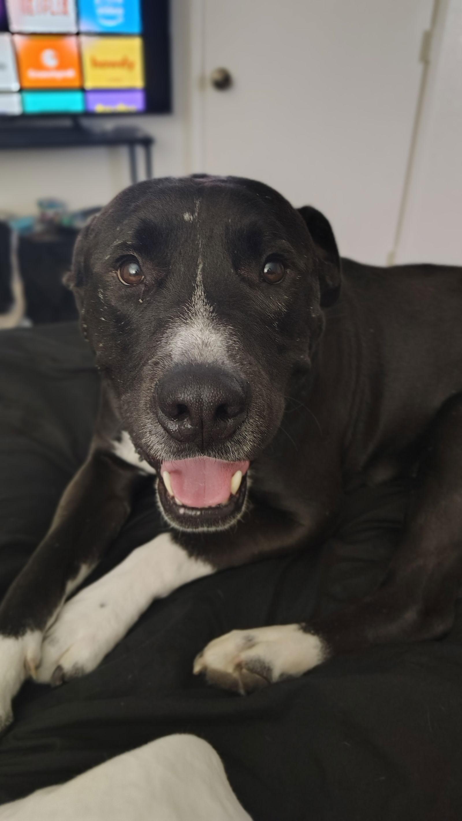 Enlarge BILLY #2, a Adoptable Pit Bull Terrier in Chandler, AZ image 2/3