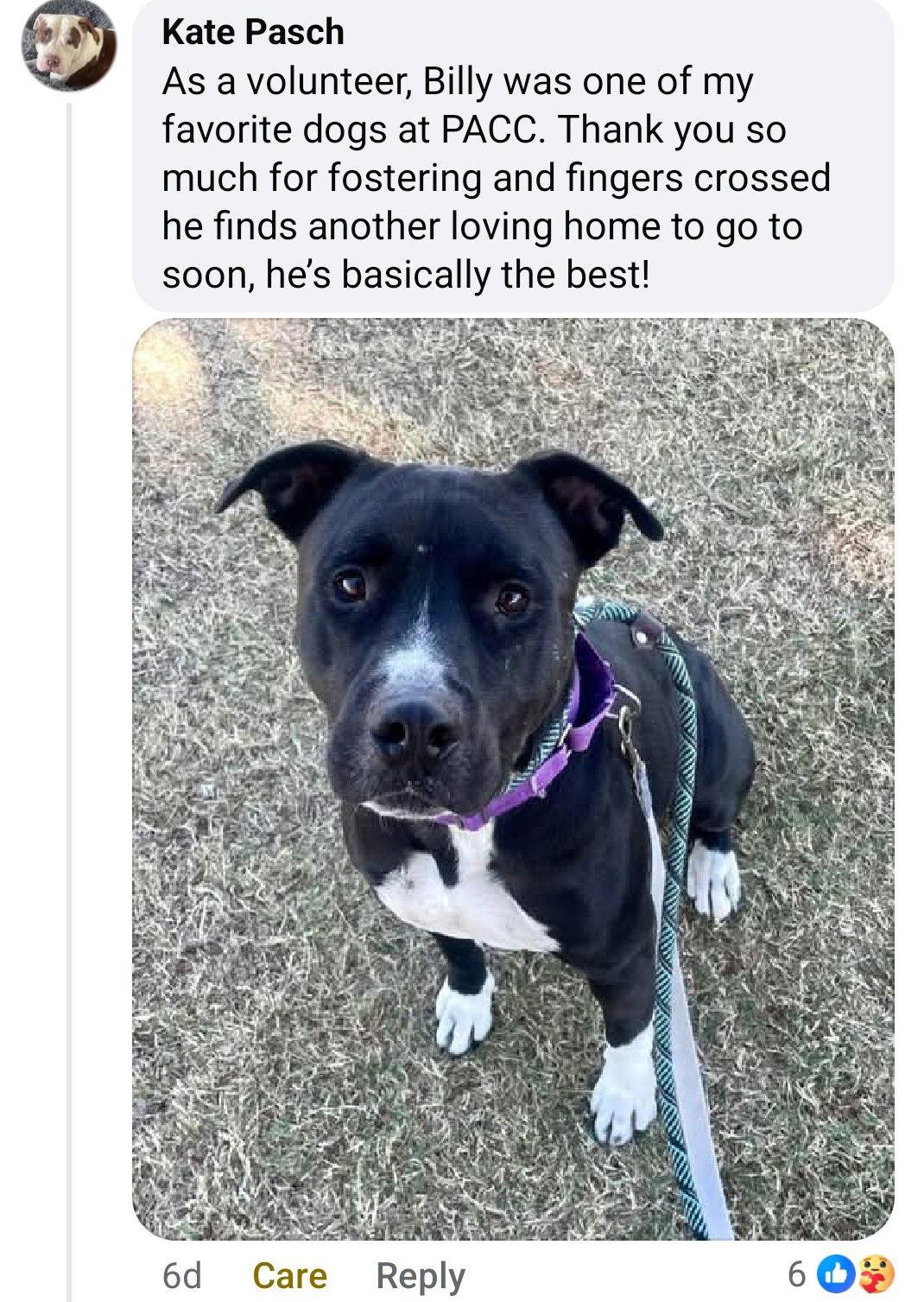 Enlarge BILLY #2, a Adoptable Pit Bull Terrier in Chandler, AZ image 3/3