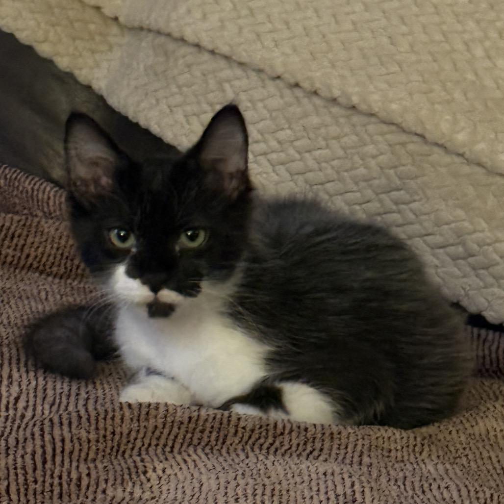 Elvis, a Adoptable Domestic Medium Hair in Tustin, CA image 3/6