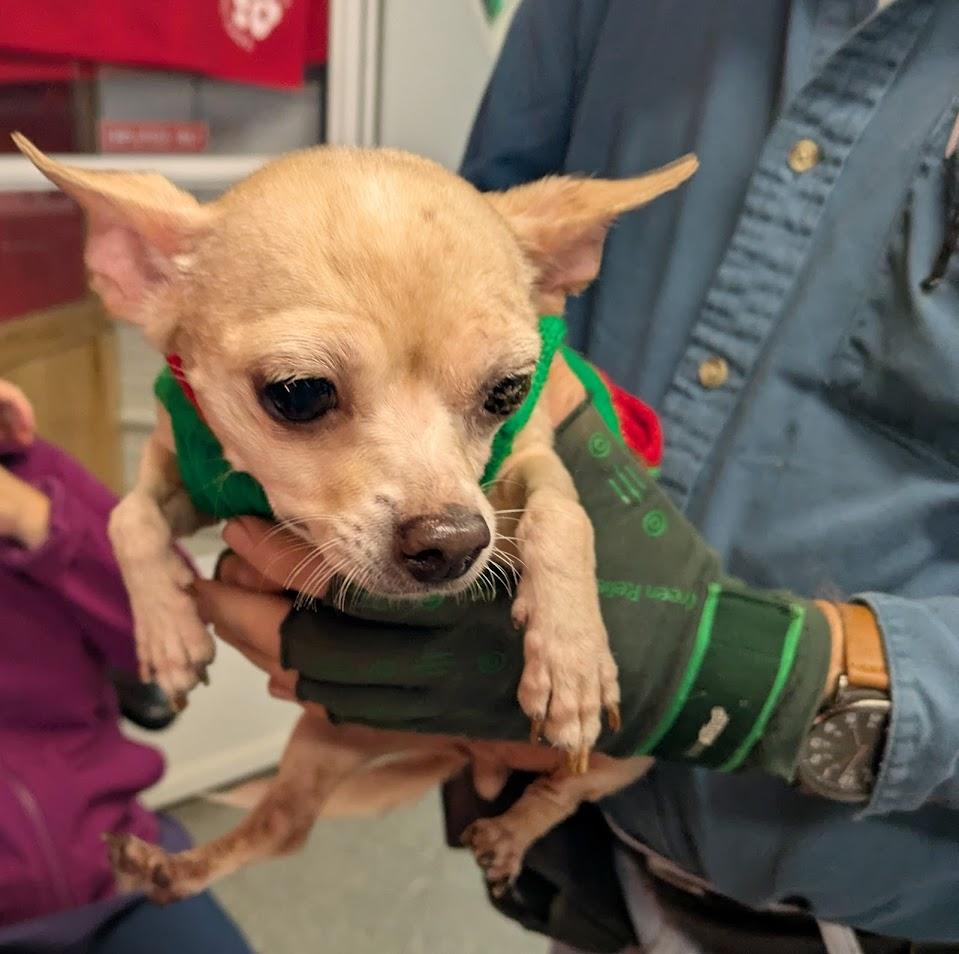 Greta, Adopted, Adult Female Chihuahua.