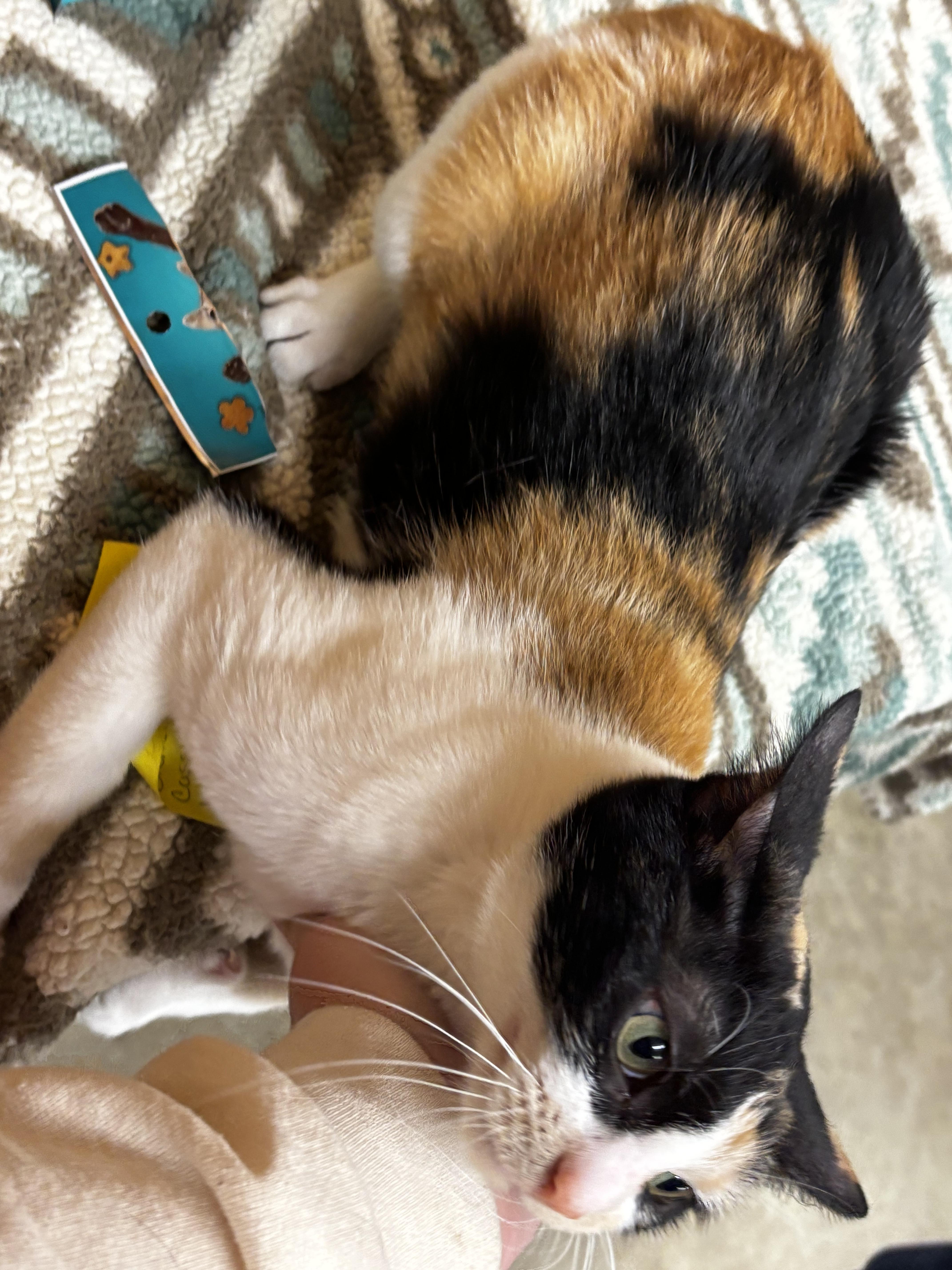 Brenda, Adoptable, Young Female Domestic Short Hair.