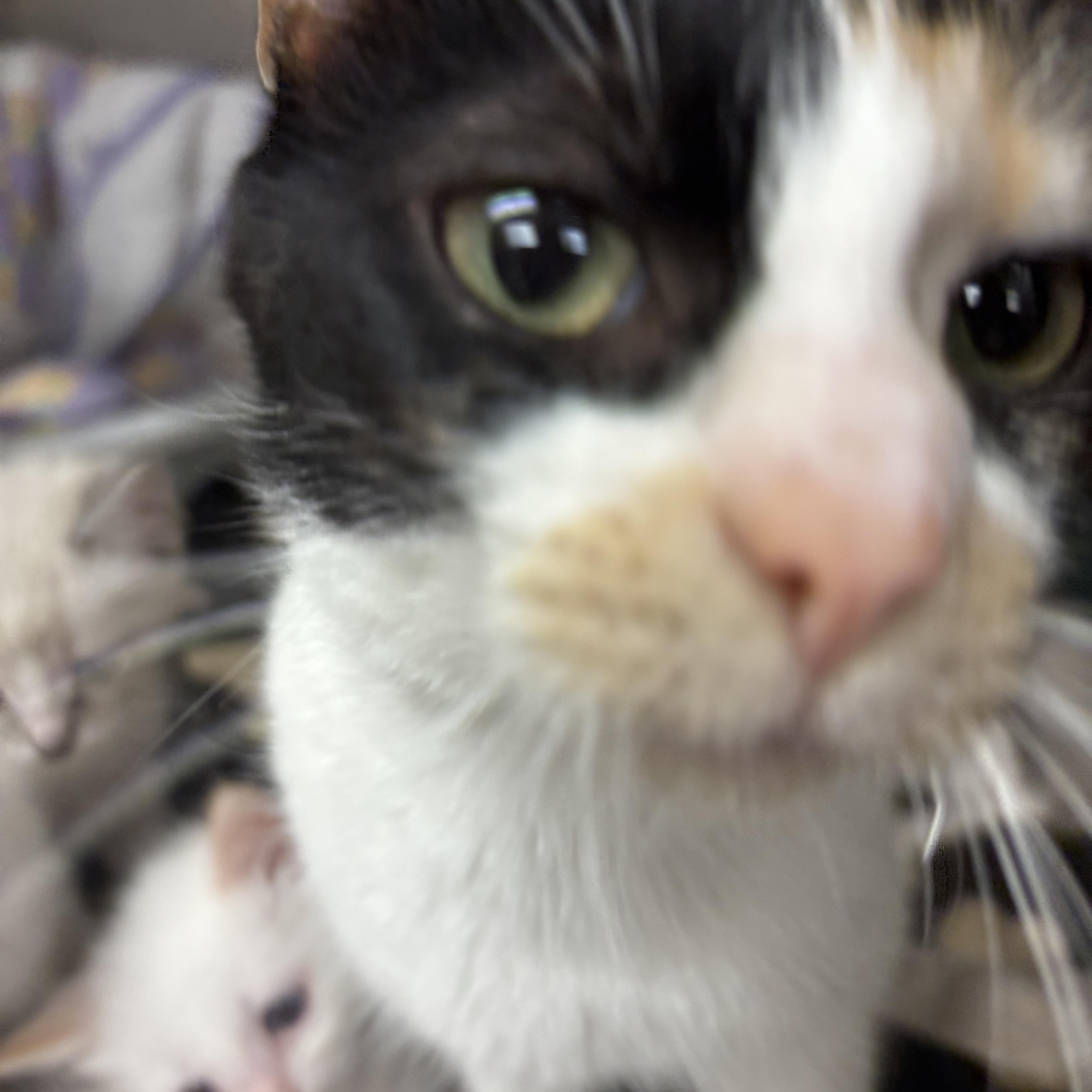 Brenda, Young Female Domestic Short Hair