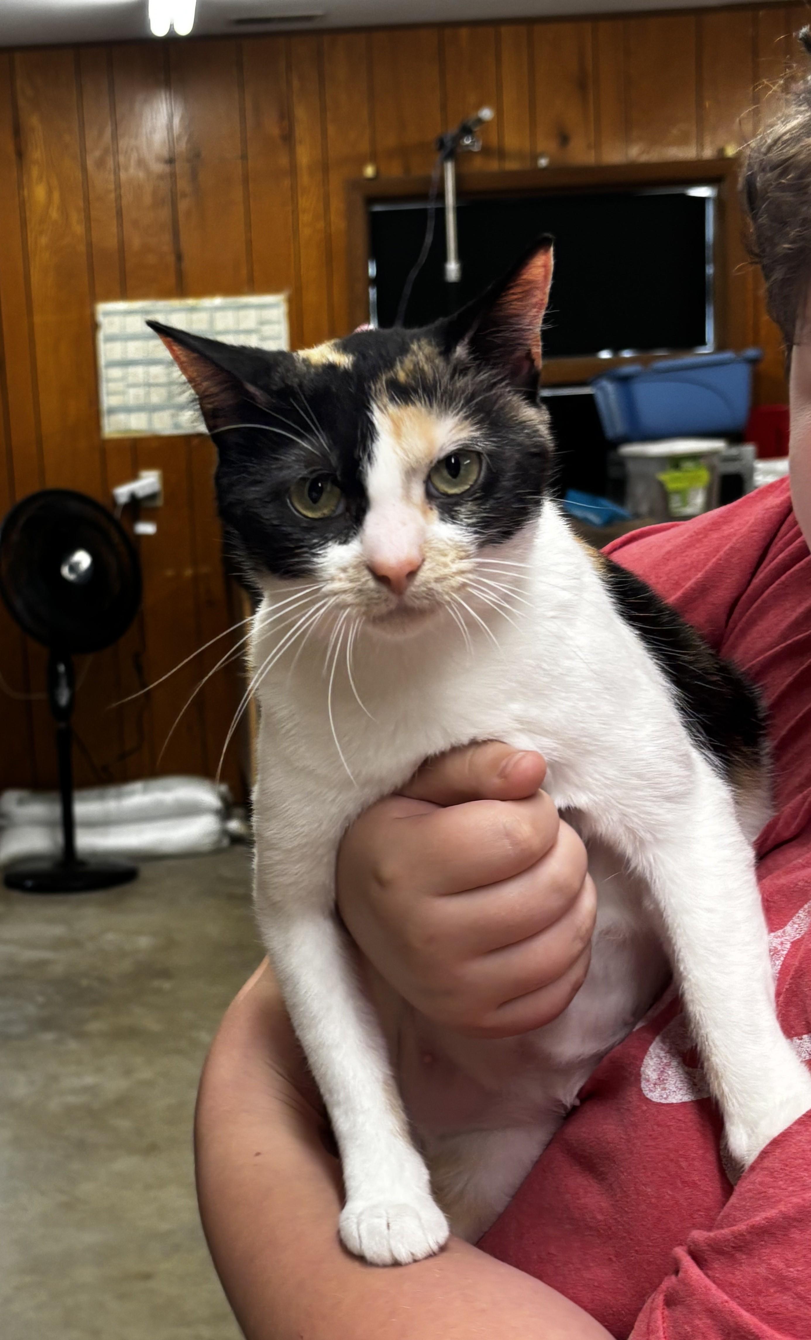 Enlarge Brenda, a Adoptable Domestic Short Hair in Fort Madison, IA image 3/6
