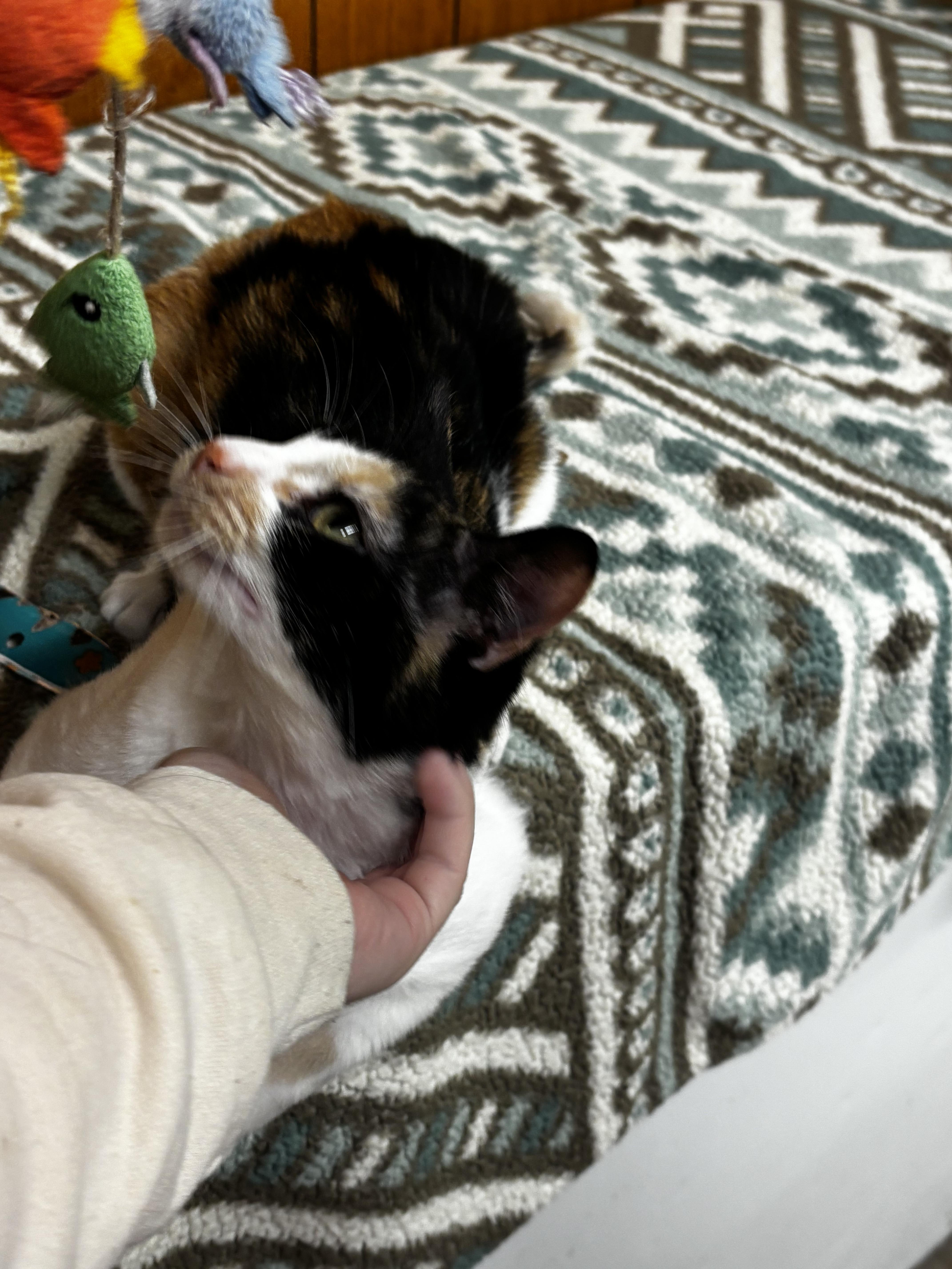 Enlarge Brenda, a Adoptable Domestic Short Hair in Fort Madison, IA image 4/6