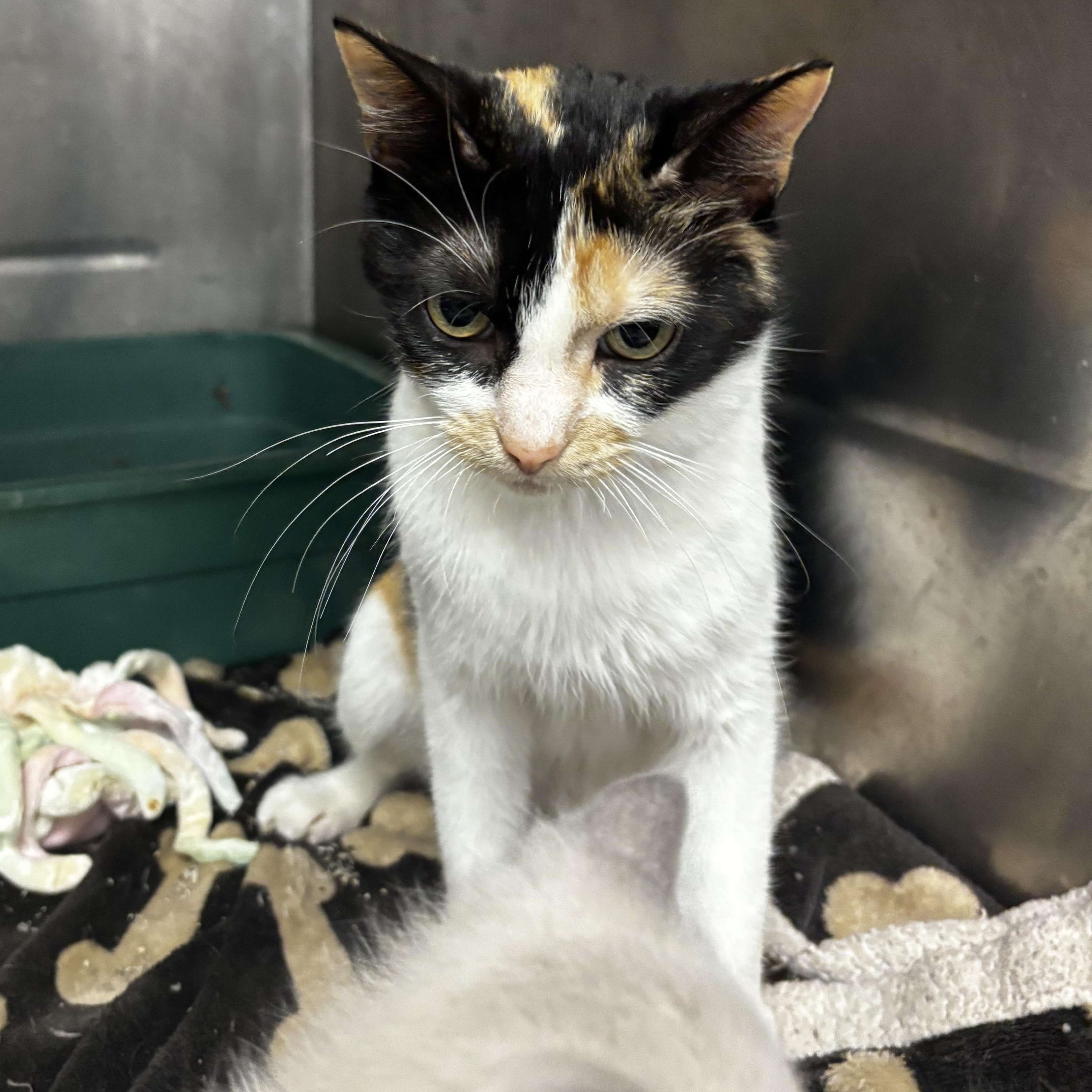 Enlarge Brenda, a Adoptable Domestic Short Hair in Fort Madison, IA image 6/6