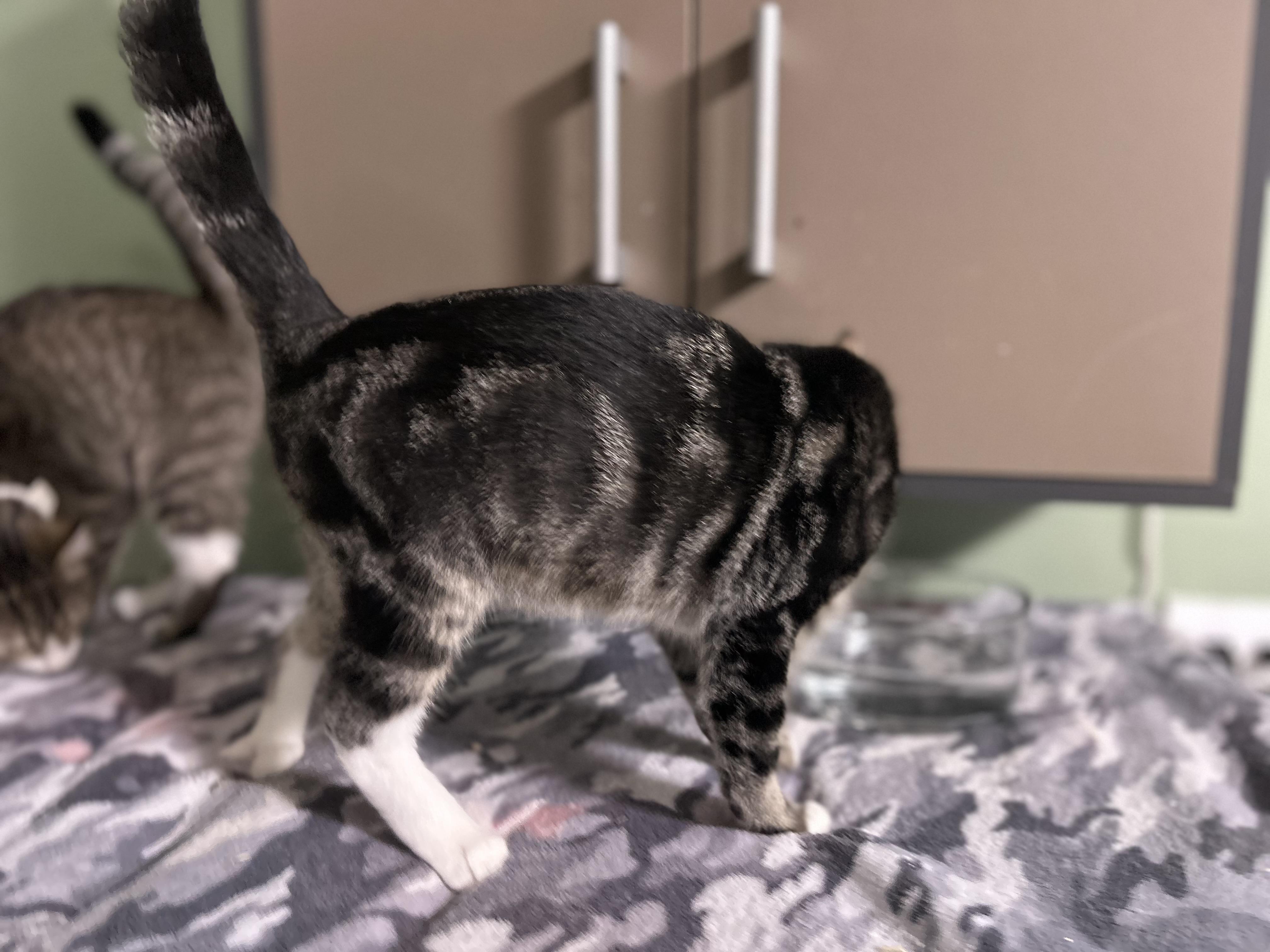 Enlarge Monsey 1, a Adoptable Domestic Short Hair in West Nyack, NY image 6/6