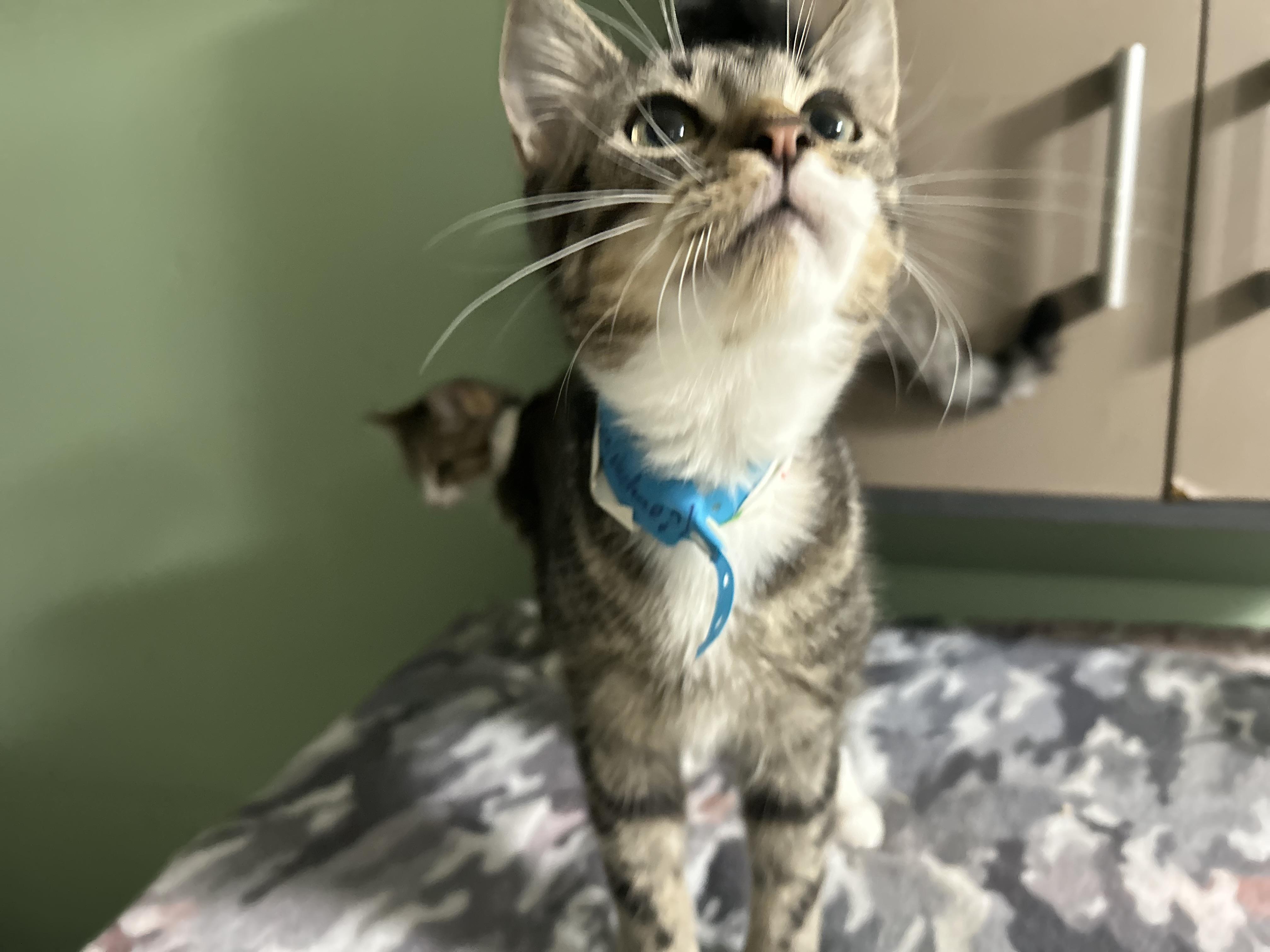 Enlarge Monsey 1, a Adoptable Domestic Short Hair in West Nyack, NY image 3/6