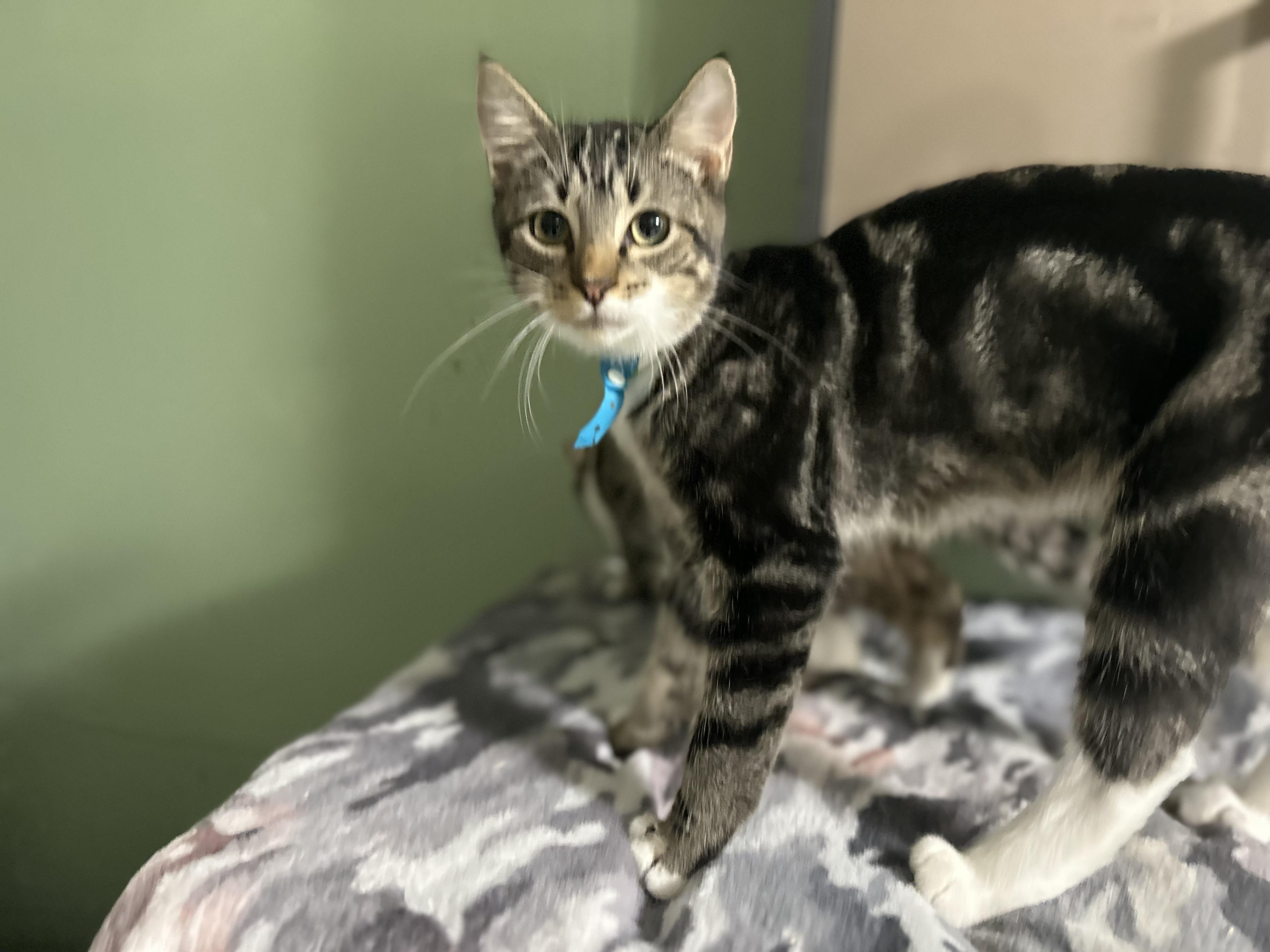 Enlarge Monsey 1, a Adoptable Domestic Short Hair in West Nyack, NY image 2/6