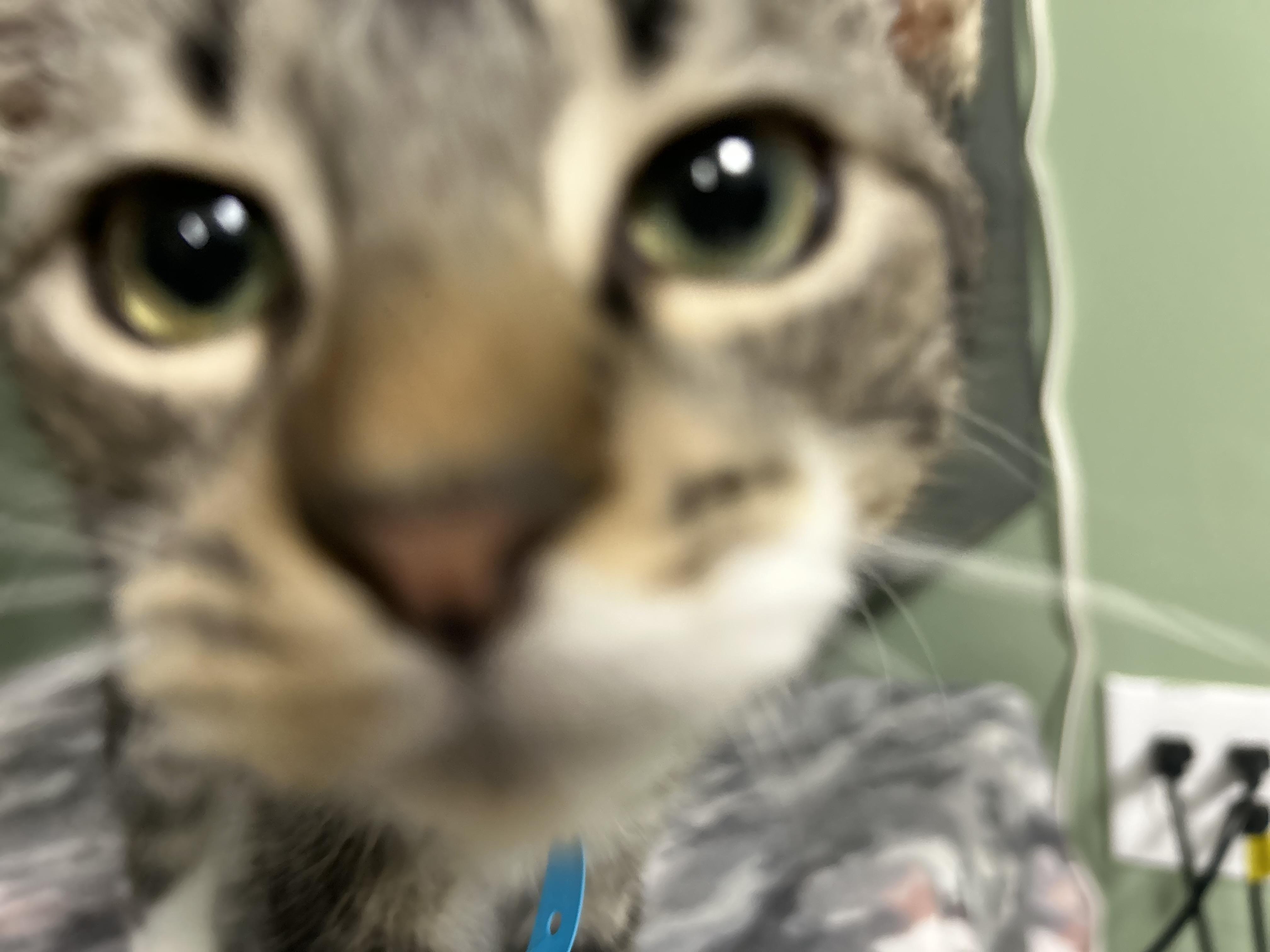 Enlarge Monsey 1, a Adoptable Domestic Short Hair in West Nyack, NY image 4/6