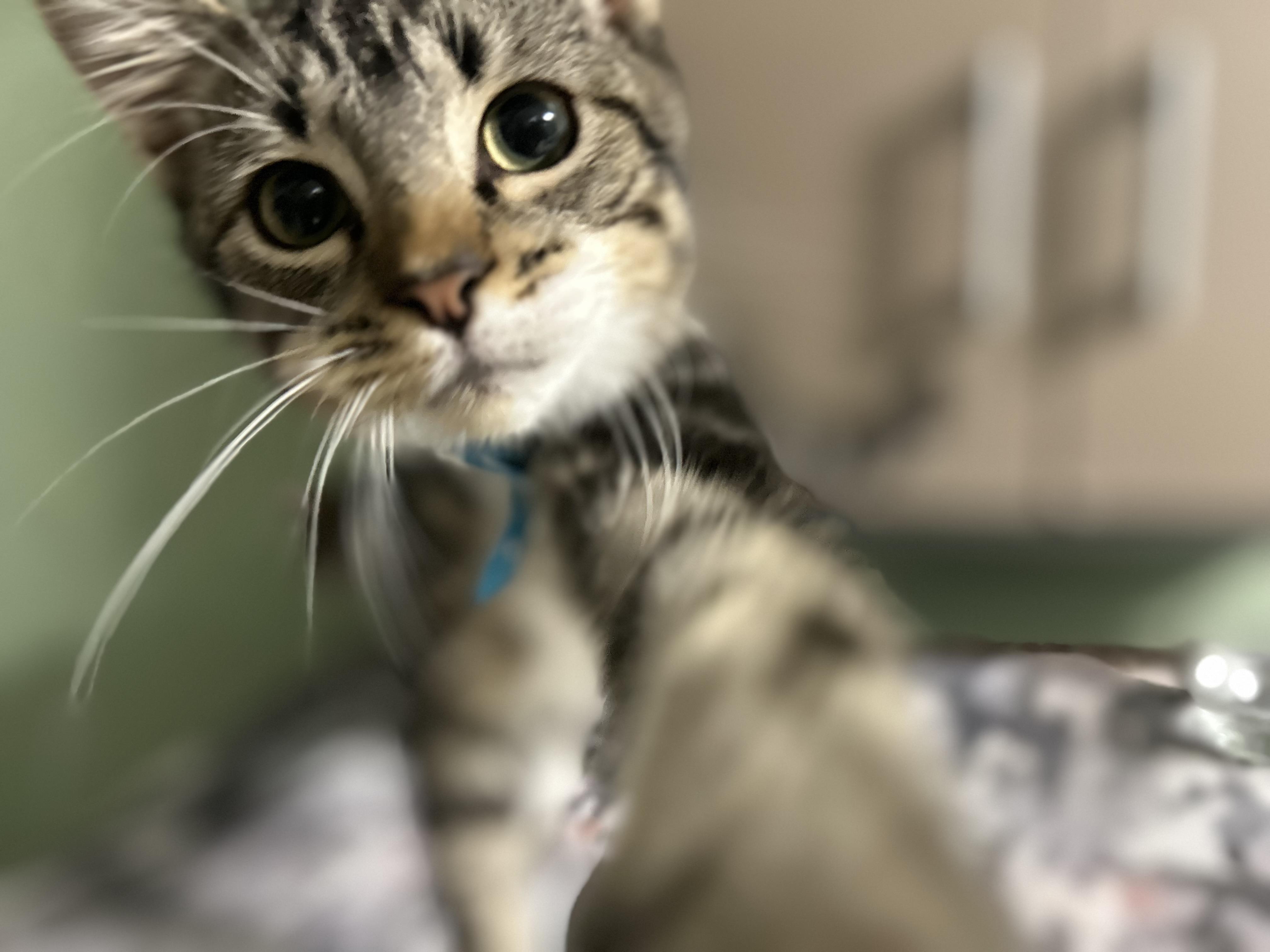 Monsey 1, Adoptable, Young Male Domestic Short Hair.