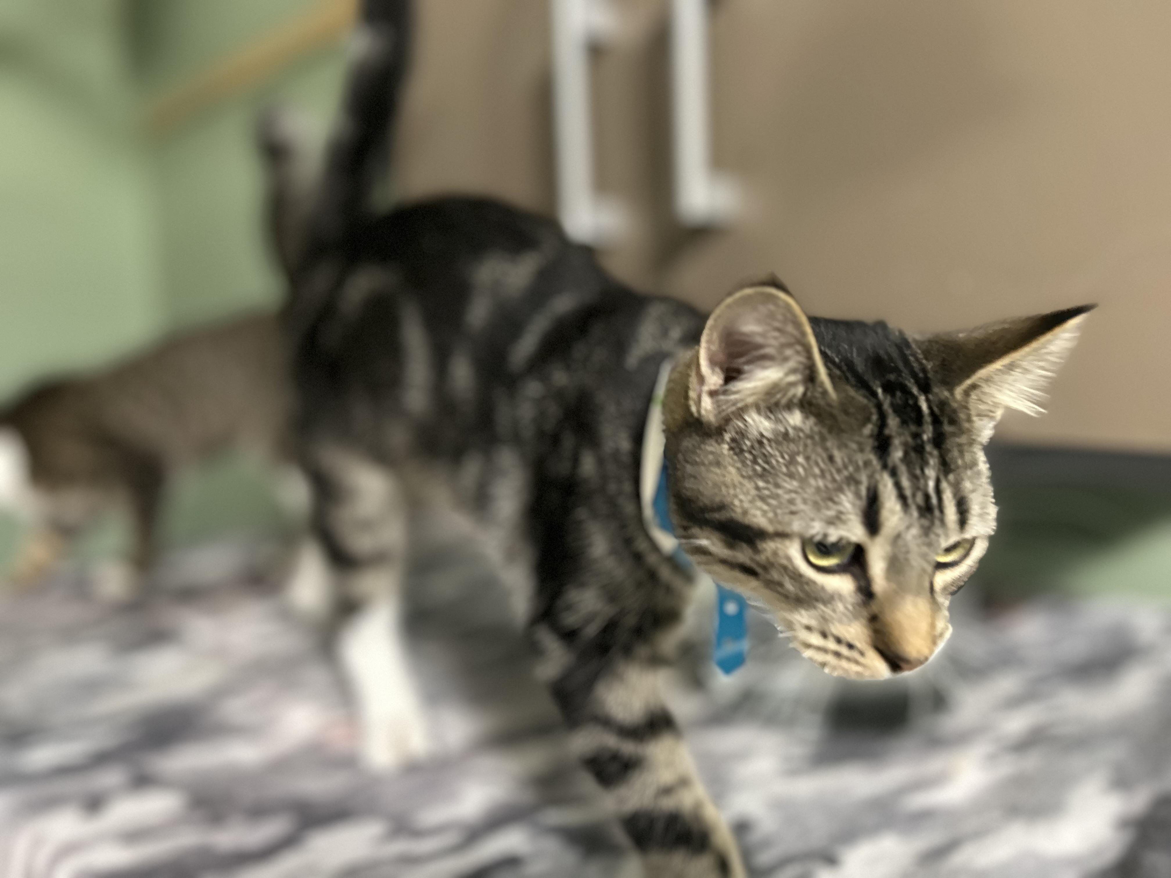 Enlarge Monsey 1, a Adoptable Domestic Short Hair in West Nyack, NY image 5/6