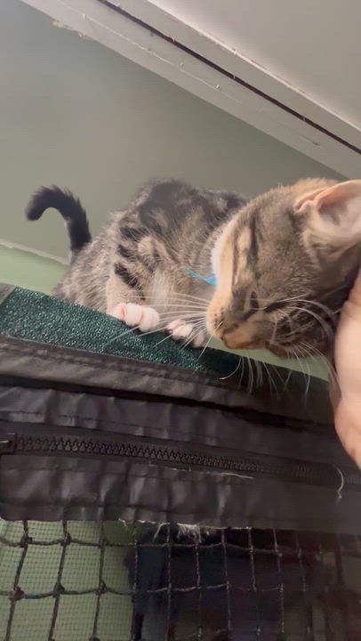 Enlarge Monty (Monsey 1), a Adoptable Domestic Short Hair in West Nyack, NY video 2/6