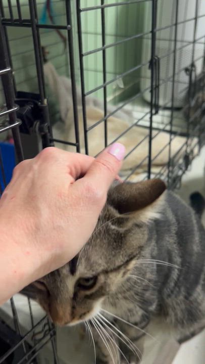Enlarge Monty (Monsey 1), a Adoptable Domestic Short Hair in West Nyack, NY video 6/6