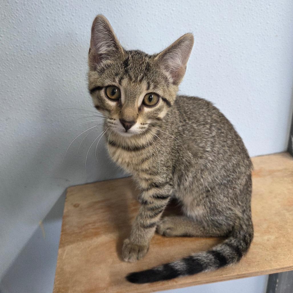 Buzzard, Adoptable, Kitten Male Domestic Short Hair.