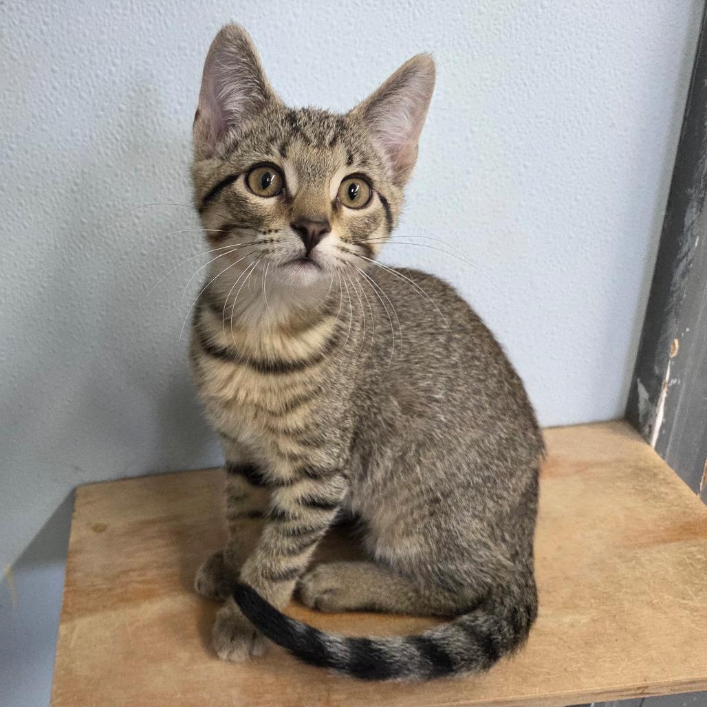 Enlarge Buzzard, a Adoptable Domestic Short Hair in Pontiac, IL image 2/4