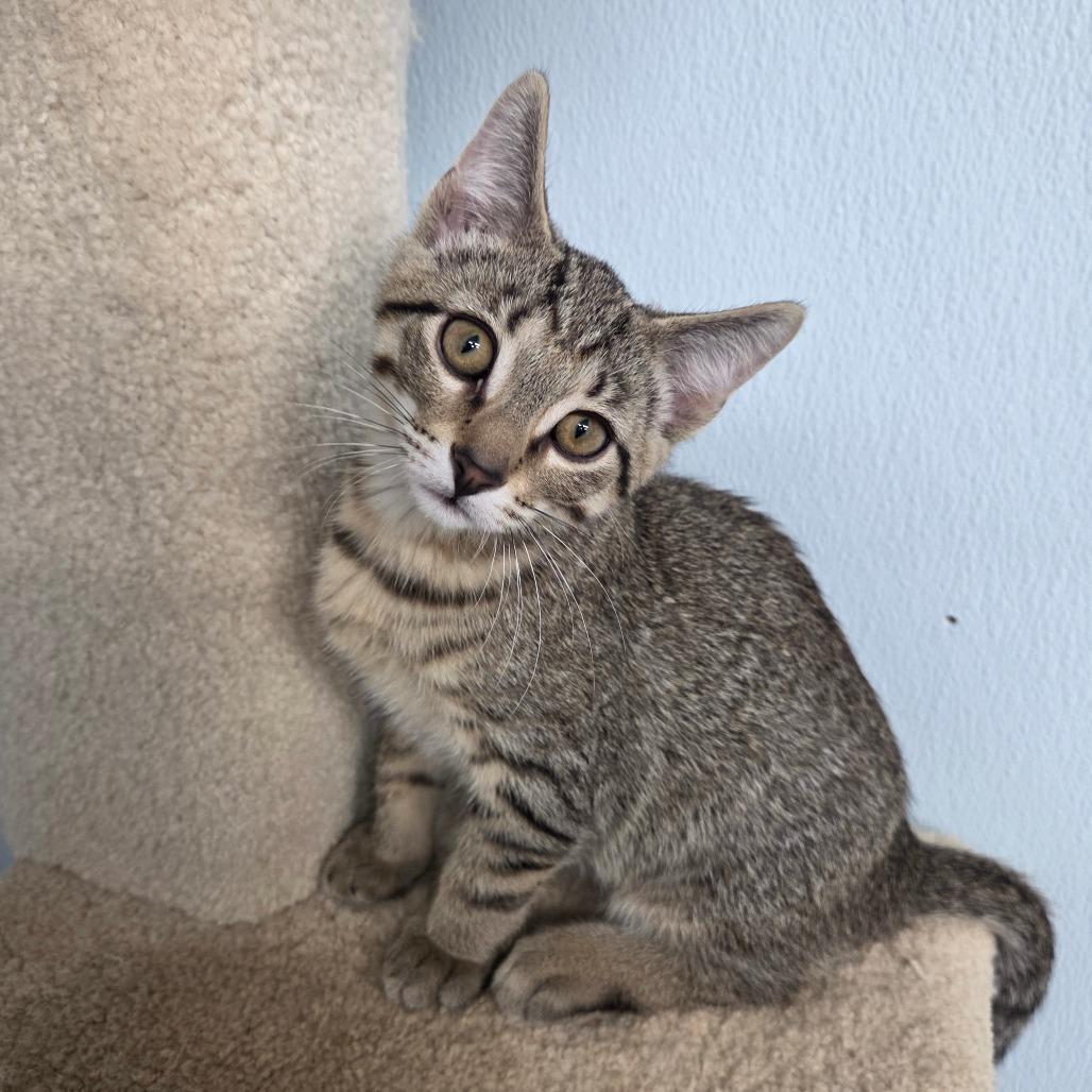 Enlarge Buzzard, a Adoptable Domestic Short Hair in Pontiac, IL image 3/4