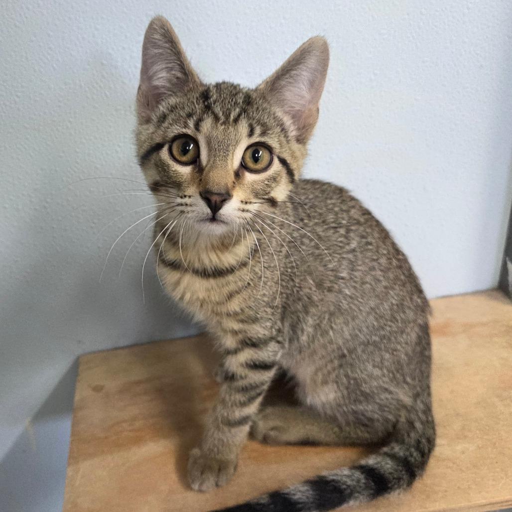 Enlarge Buzzard, a Adoptable Domestic Short Hair in Pontiac, IL image 4/4