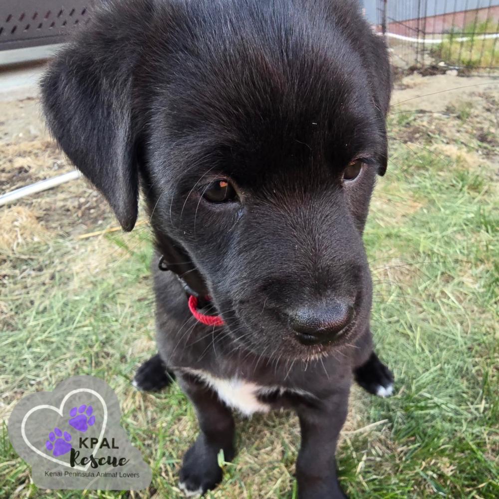 Enlarge Ginger Spice - Spice Girls Litter, a Adoptable mixed breed in Kenai, AK image 1/2