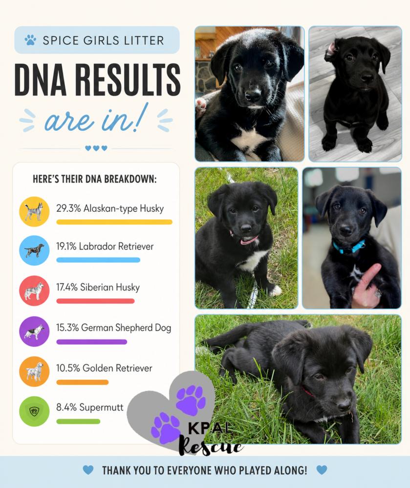 Ginger Spice - Spice Girls Litter, a Adoptable mixed breed in Kenai, AK image 2/6