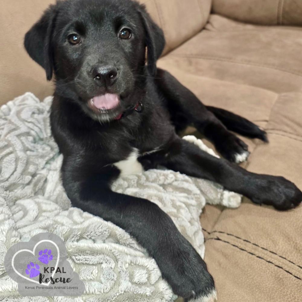 Ginger Spice - Spice Girls Litter, a Adoptable mixed breed in Kenai, AK image 3/6