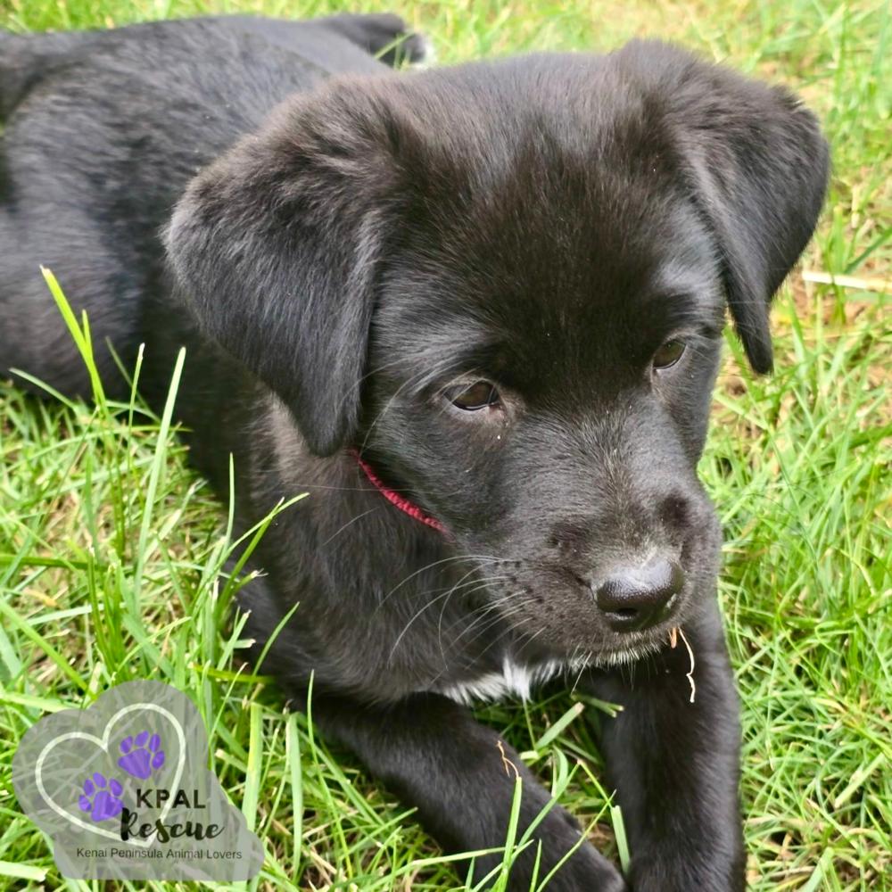Ginger Spice - Spice Girls Litter, a Adoptable mixed breed in Kenai, AK image 4/6