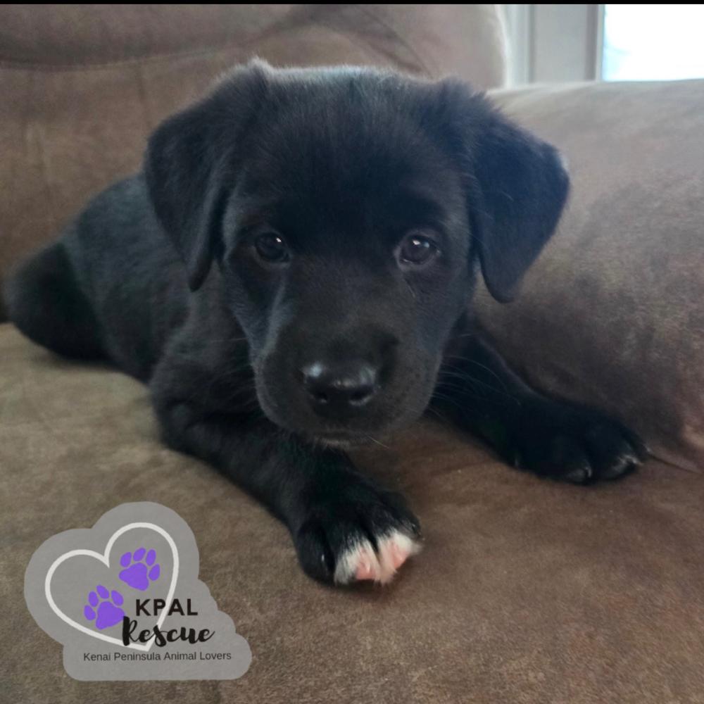 Enlarge Ginger Spice - Spice Girls Litter, a Adoptable mixed breed in Kenai, AK image 2/2