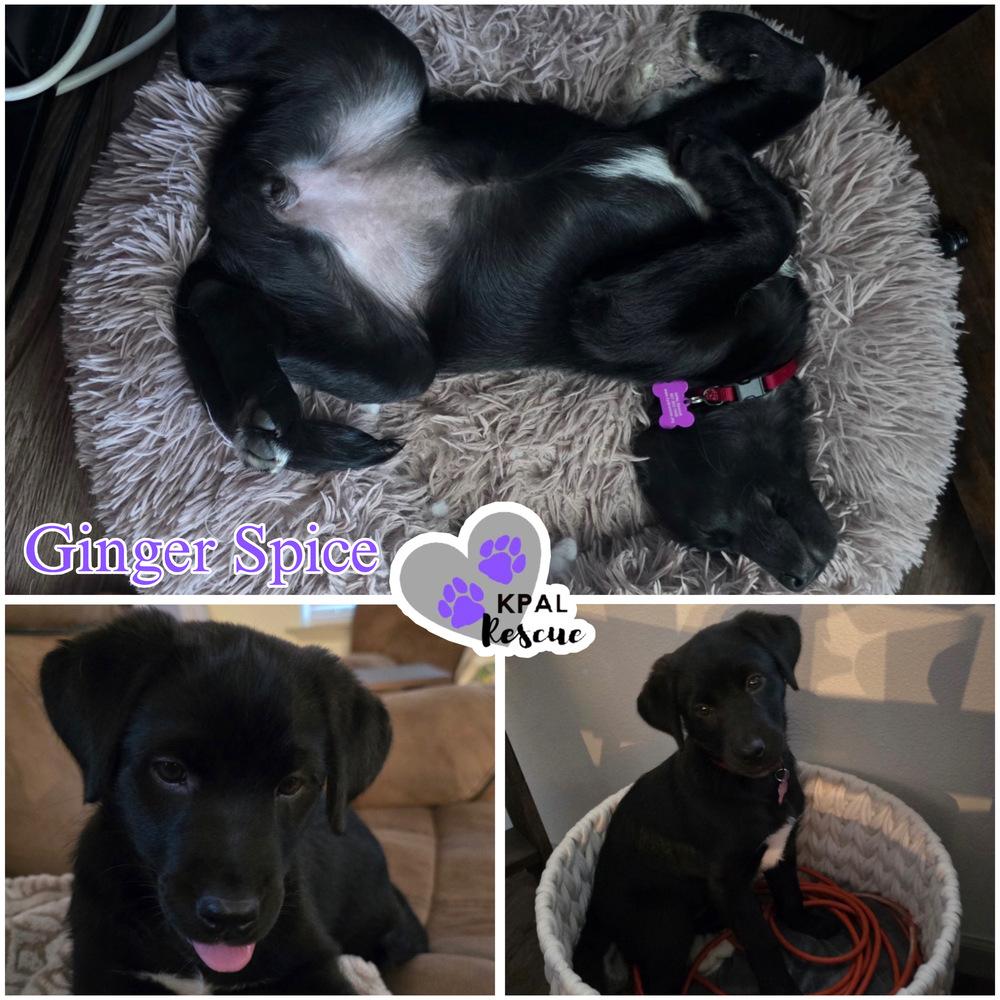 Ginger Spice - Spice Girls Litter, a Adoptable mixed breed in Kenai, AK image 6/6