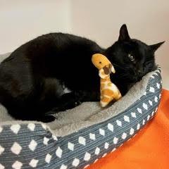 Miss Kitty, adoptable, Young Female Domestic Short Hair.