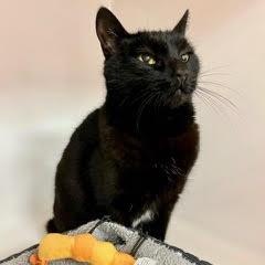 Miss Kitty, an adoptable Domestic Short Hair in Green Valley, AZ image 2/4