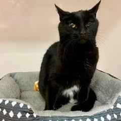 Miss Kitty, an adoptable Domestic Short Hair in Green Valley, AZ image 3/4