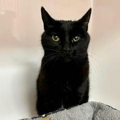 Miss Kitty, an adoptable Domestic Short Hair in Green Valley, AZ image 4/4