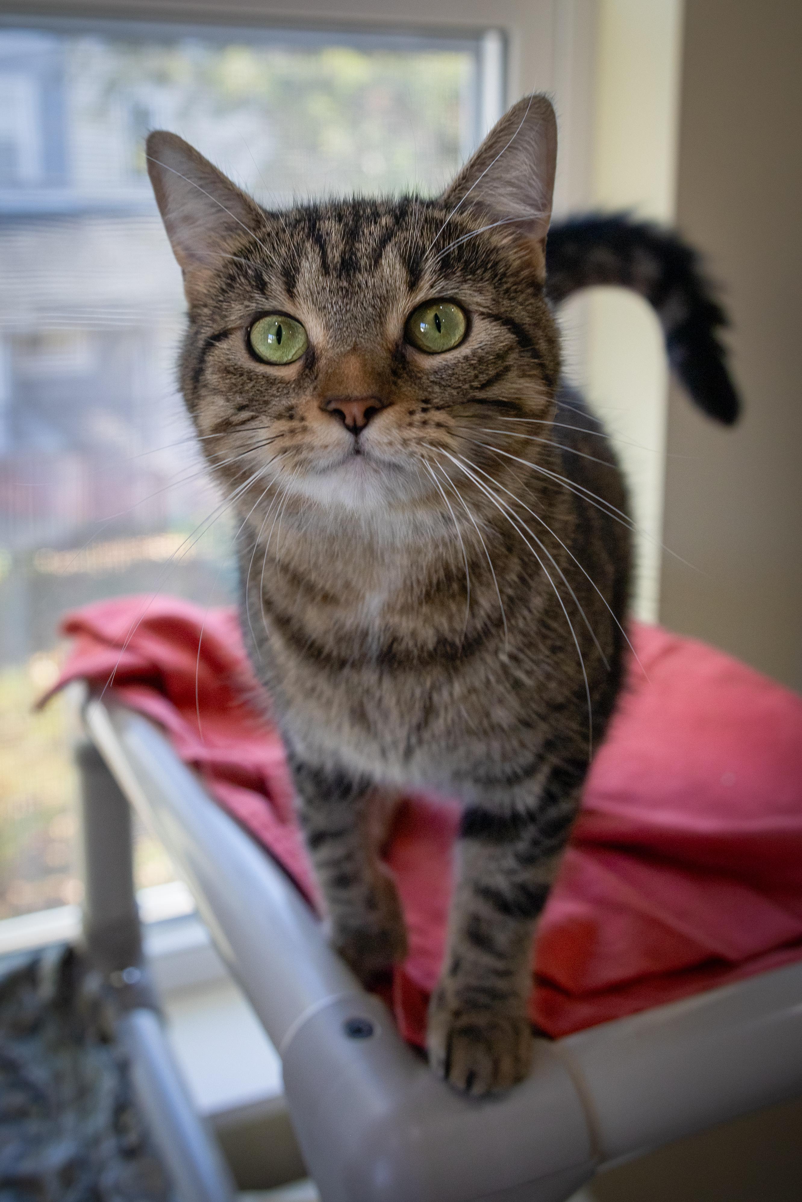 Mella (FCID# 06/02/2025 - 50 Trainer) C