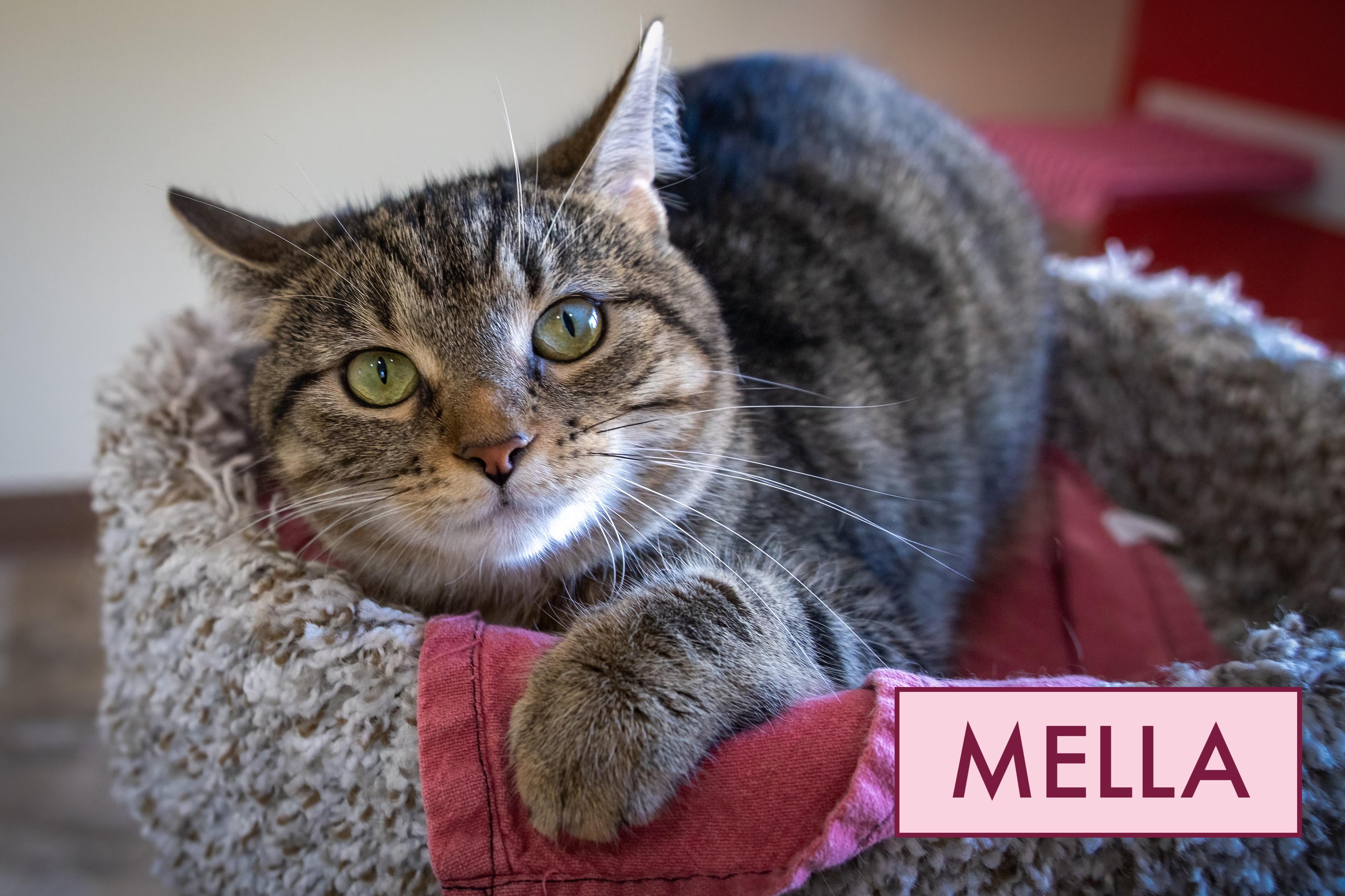 Mella (FCID# 06/02/2025 - 50 Trainer) C