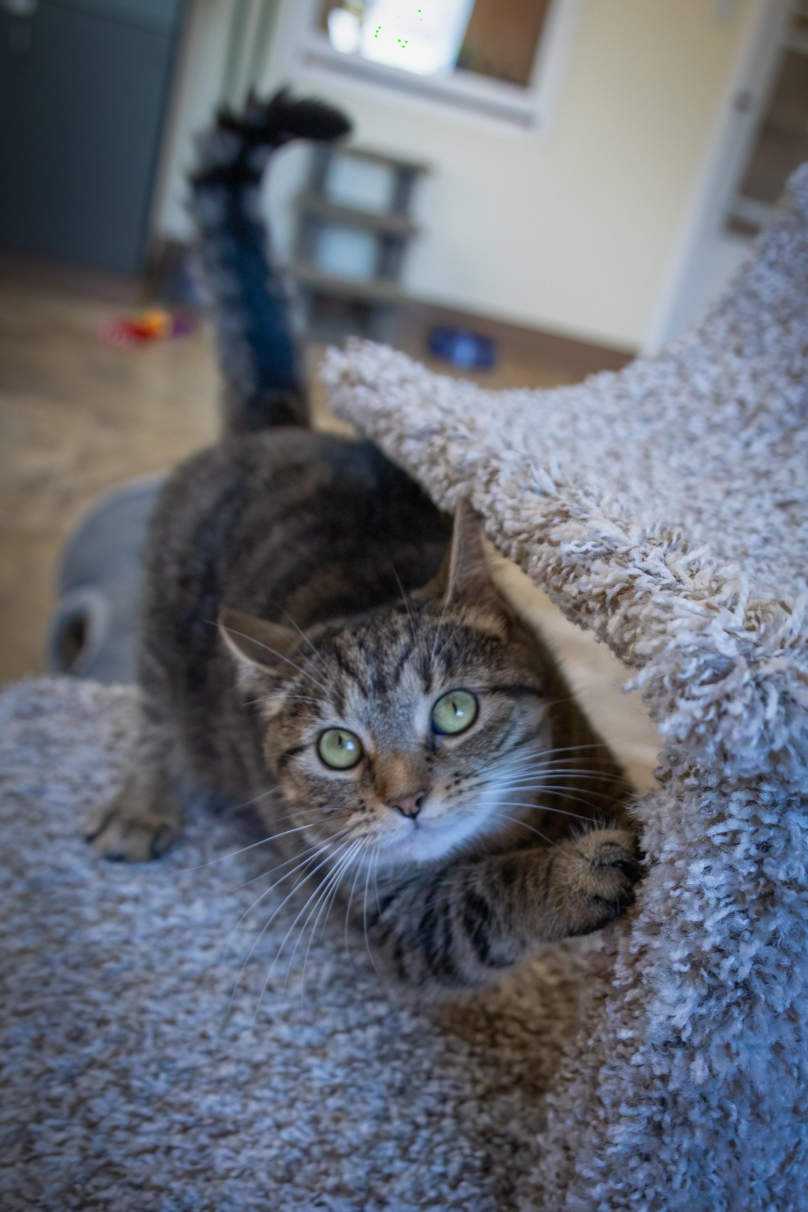 Mella (FCID# 06/02/2025 - 50 Trainer) C