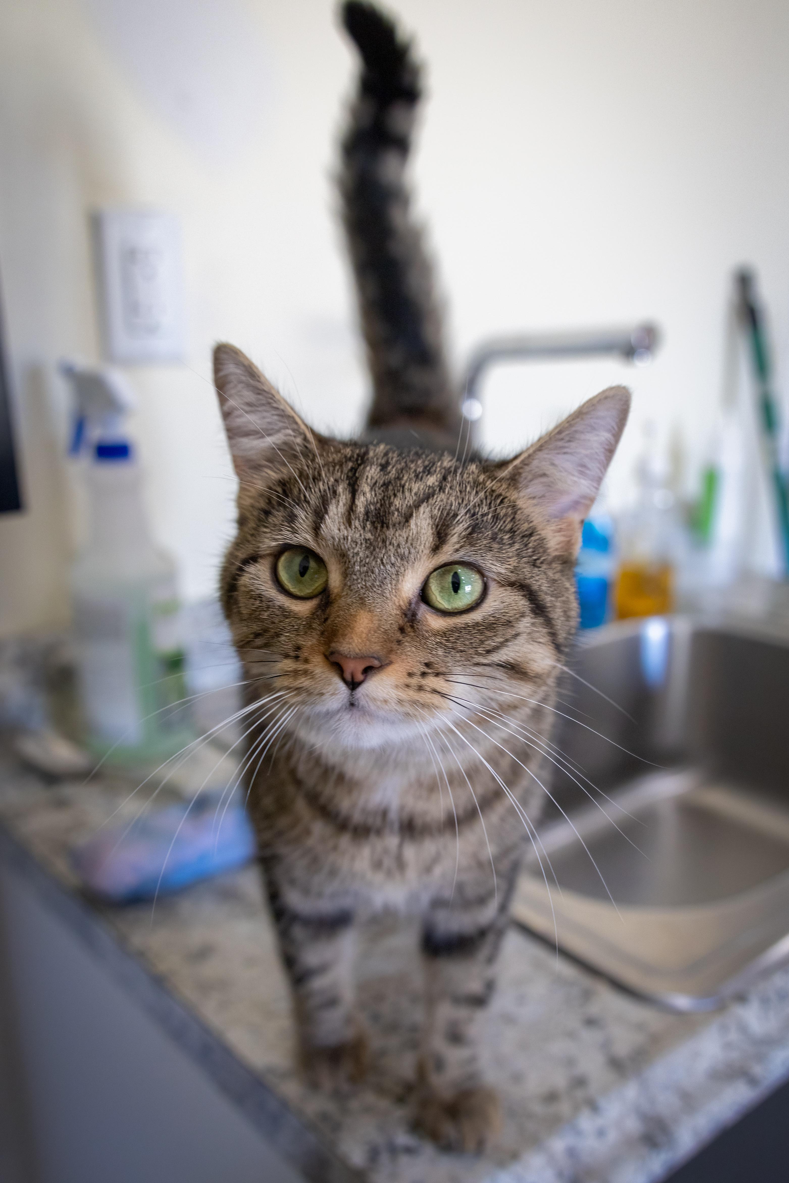 Mella (FCID# 06/02/2025 - 50 Trainer) C