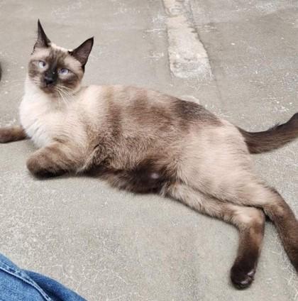Dayna, adopted, Adult Female Siamese.