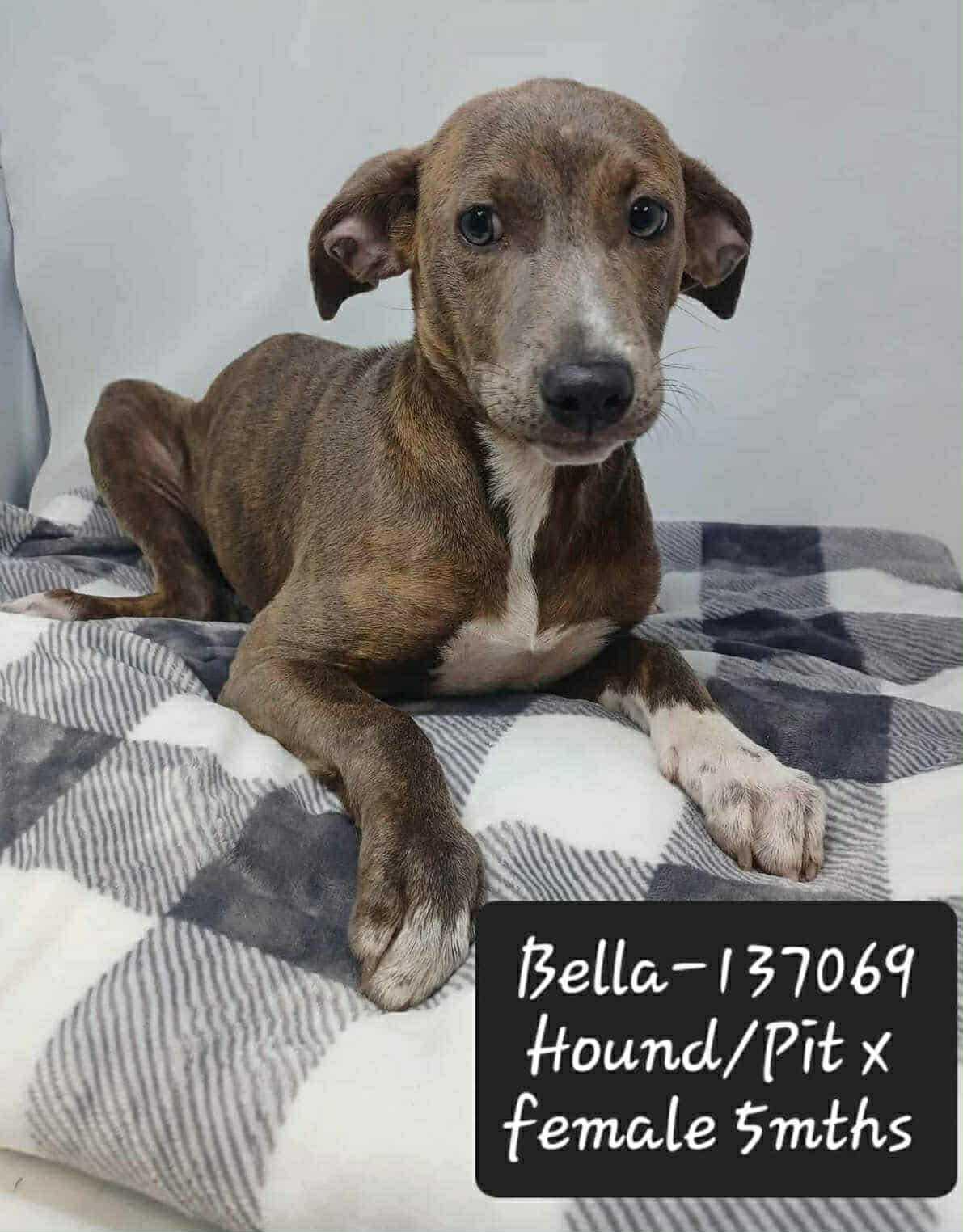 Bella *Foster Needed*